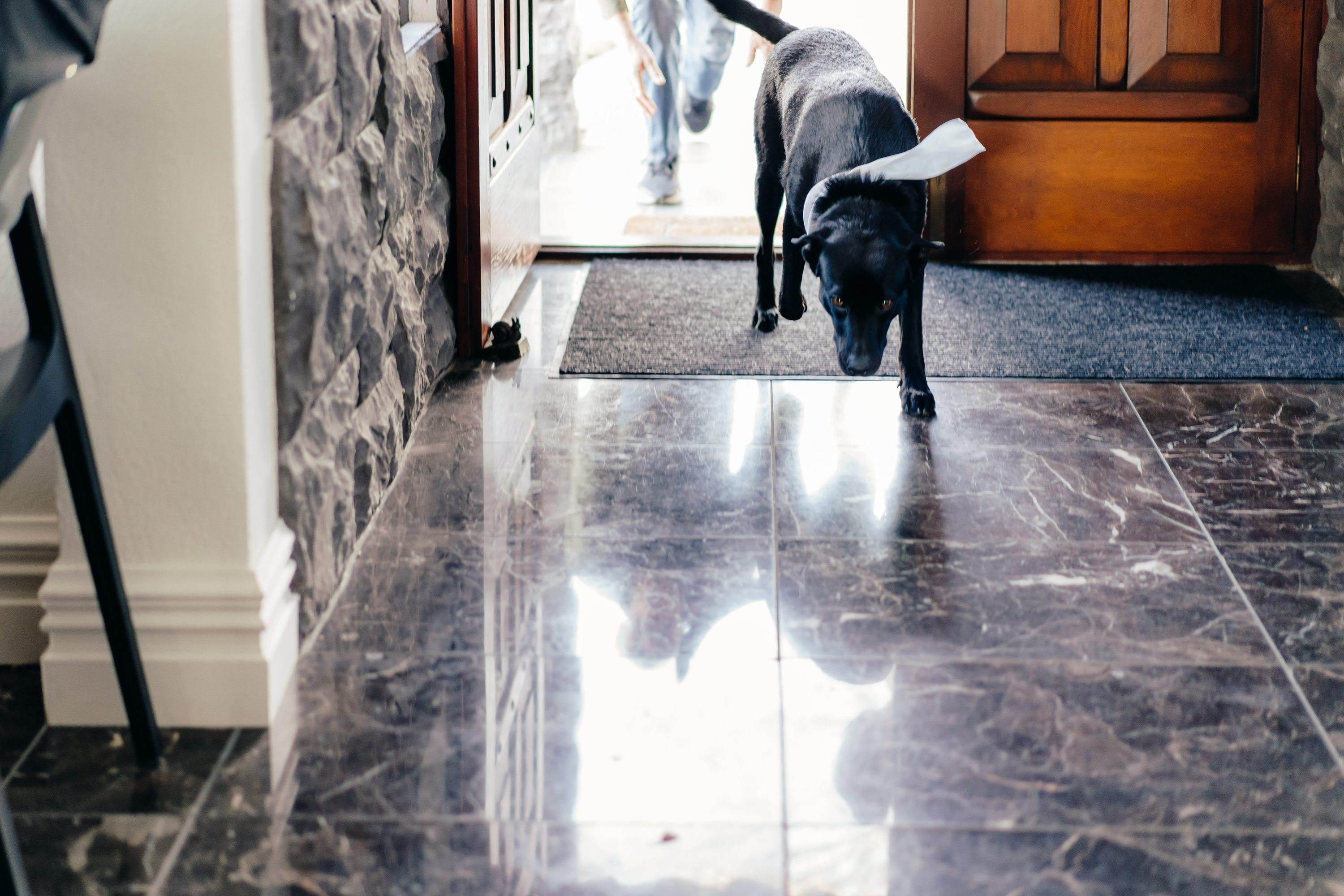 Dogs Ring Bearer