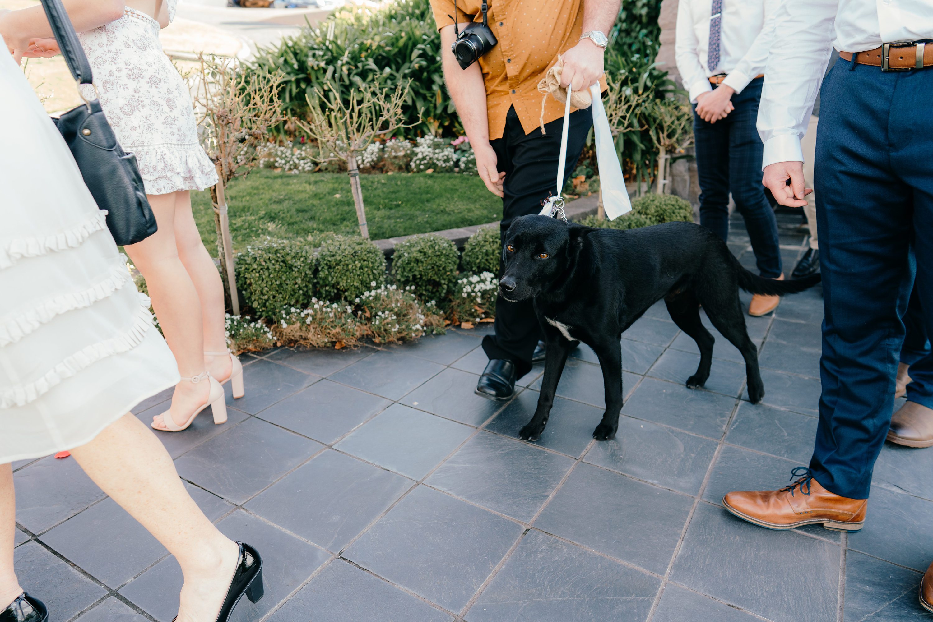 Wedding Dog,Dog at a Wedding