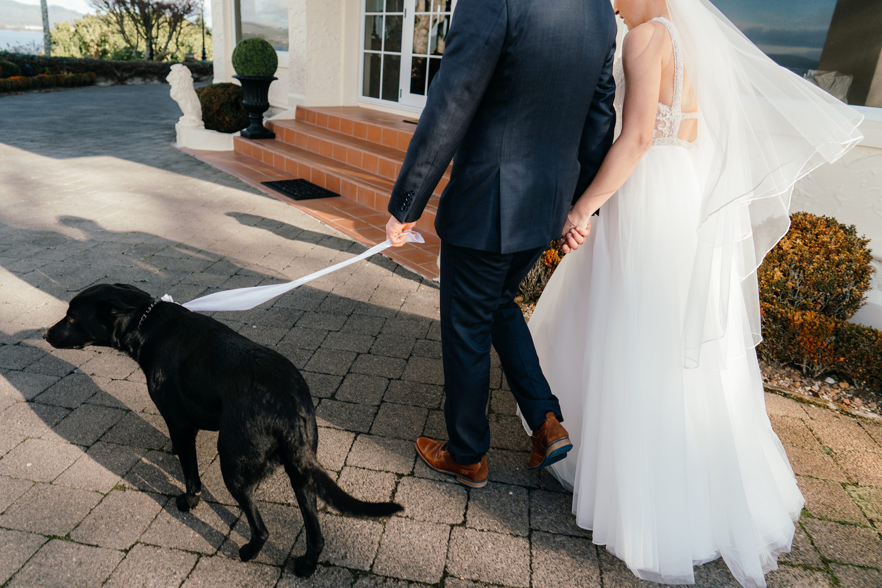 Wedding Dog,Dog at a Wedding