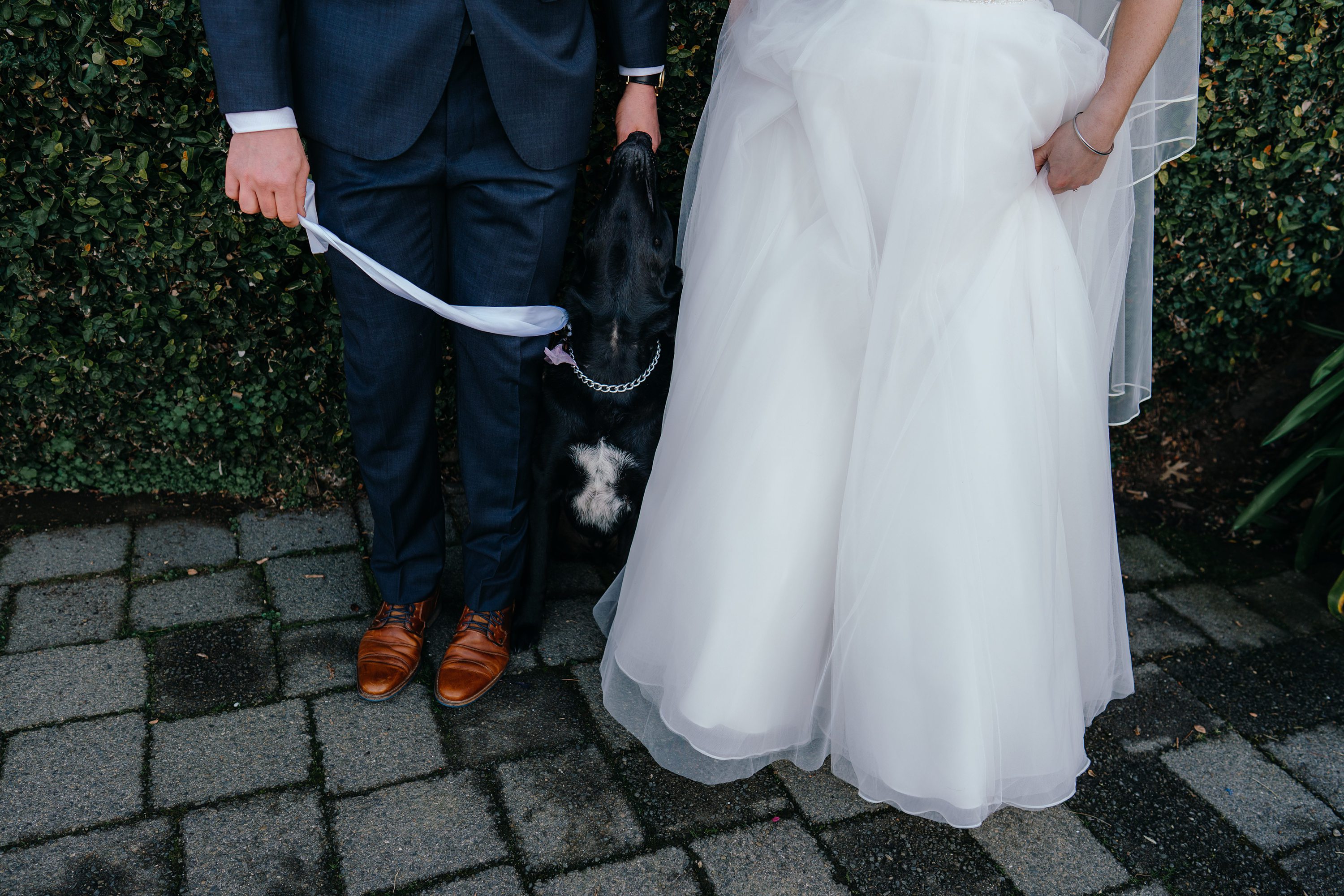 Wedding Dog,Dog at a Wedding