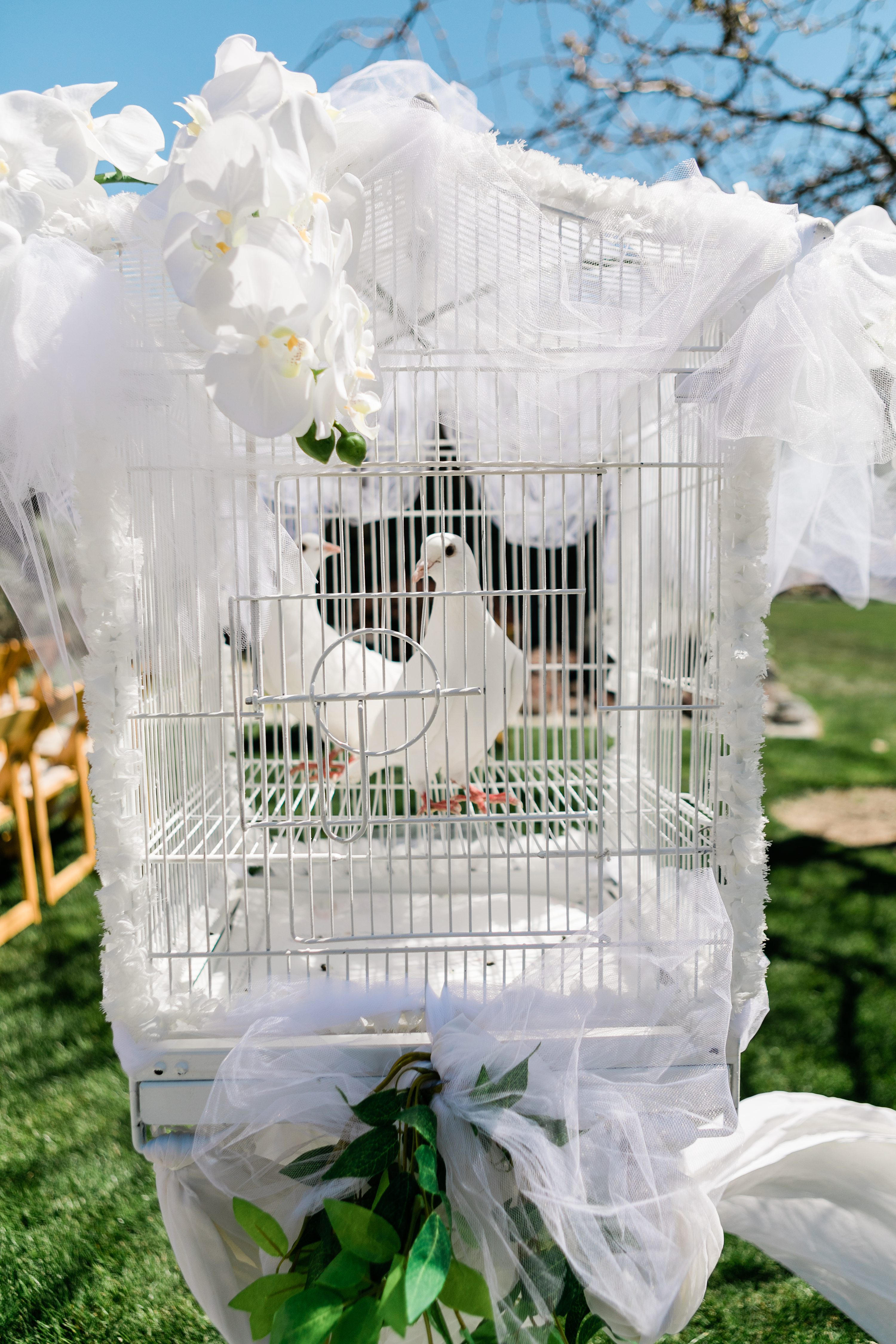 boise wedding planners,wedding doves,doves for weddings