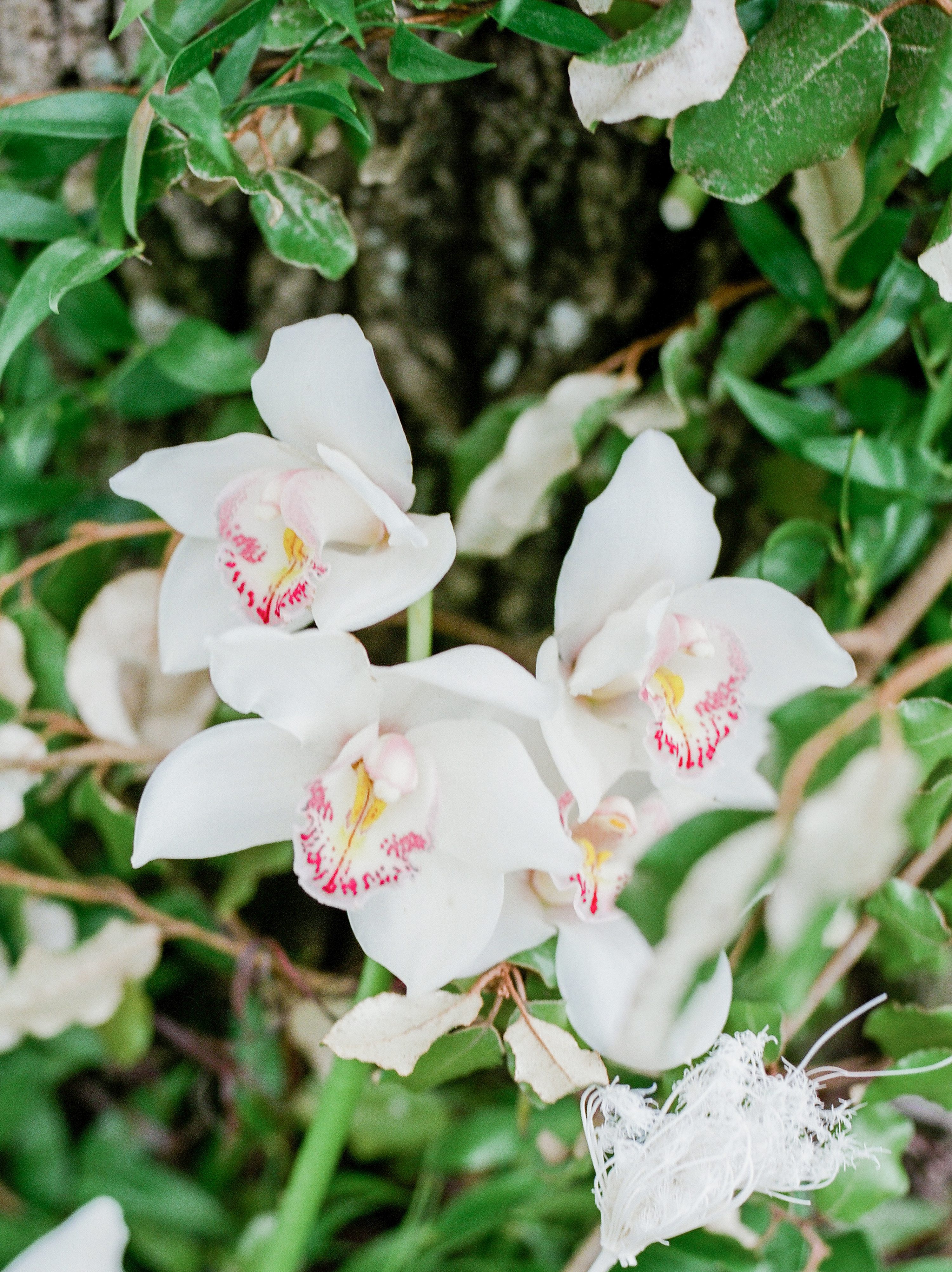 Ogletree Wedding,Plantation