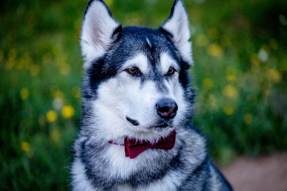 blue lakes colorado elopement photographer,blue lakes ridgway