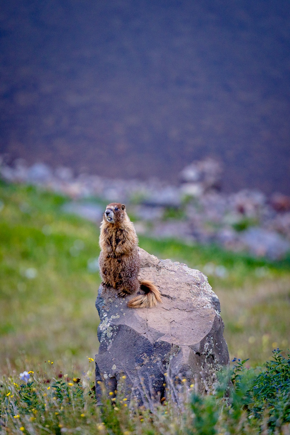 colorado elopement,blue lakes colorado elopement photographer