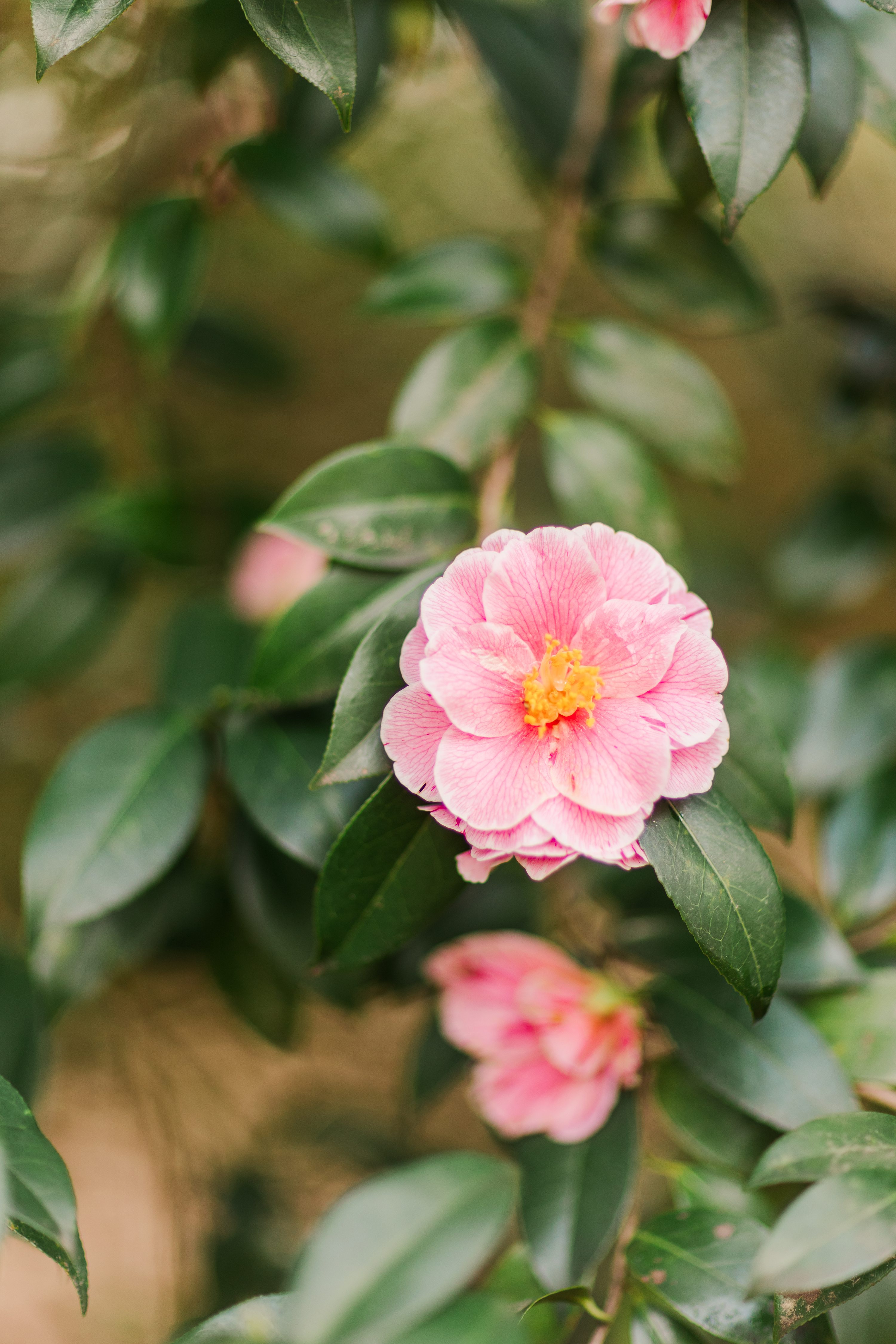 Pinehurst Wedding Photographer,Jennifer B Photography