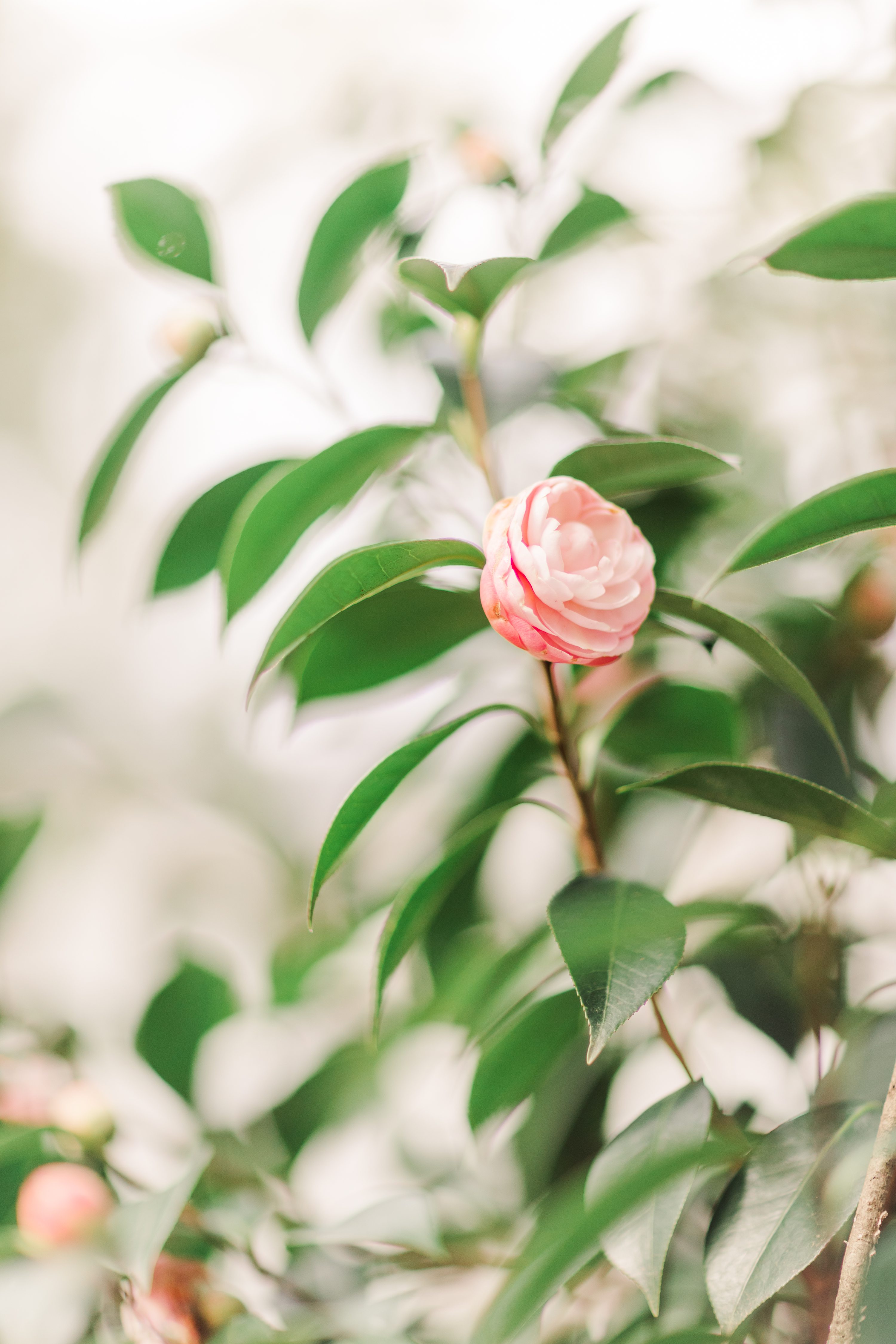 NC Wedding Photographer,Jennifer B Photography