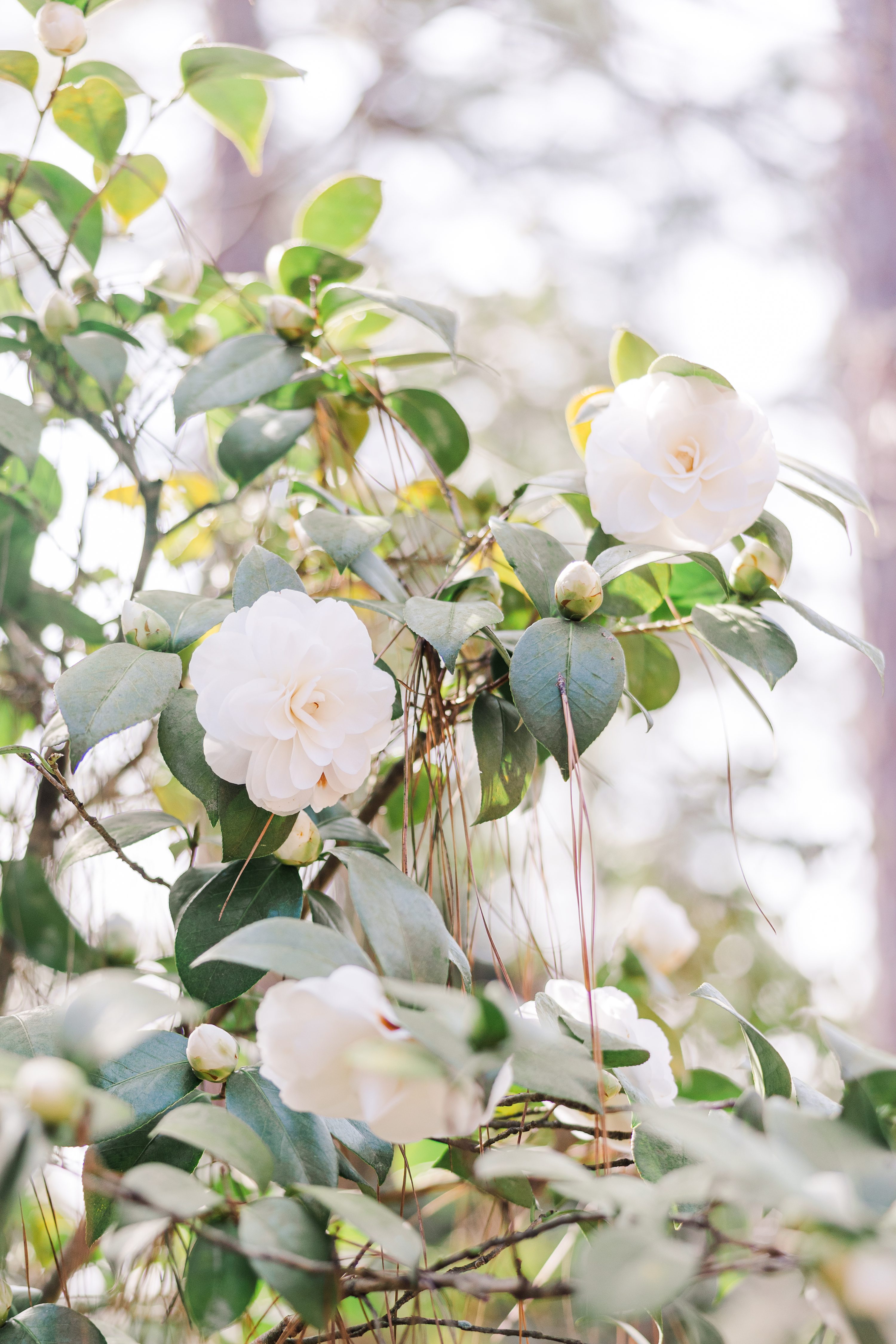 Southern Pines NC,Pinehurst Wedding Photographer