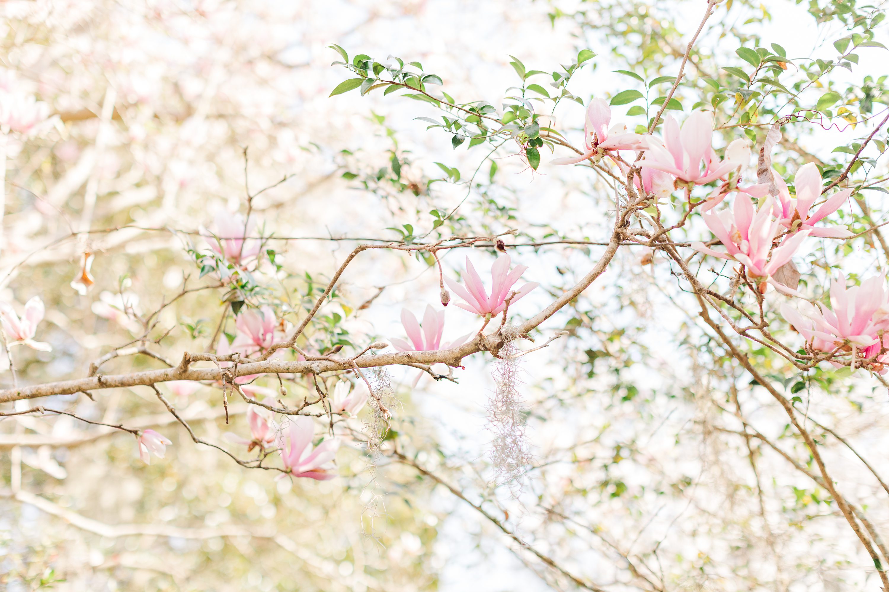 Southern Pines Wedding Photographer,NC Engagement Photographer