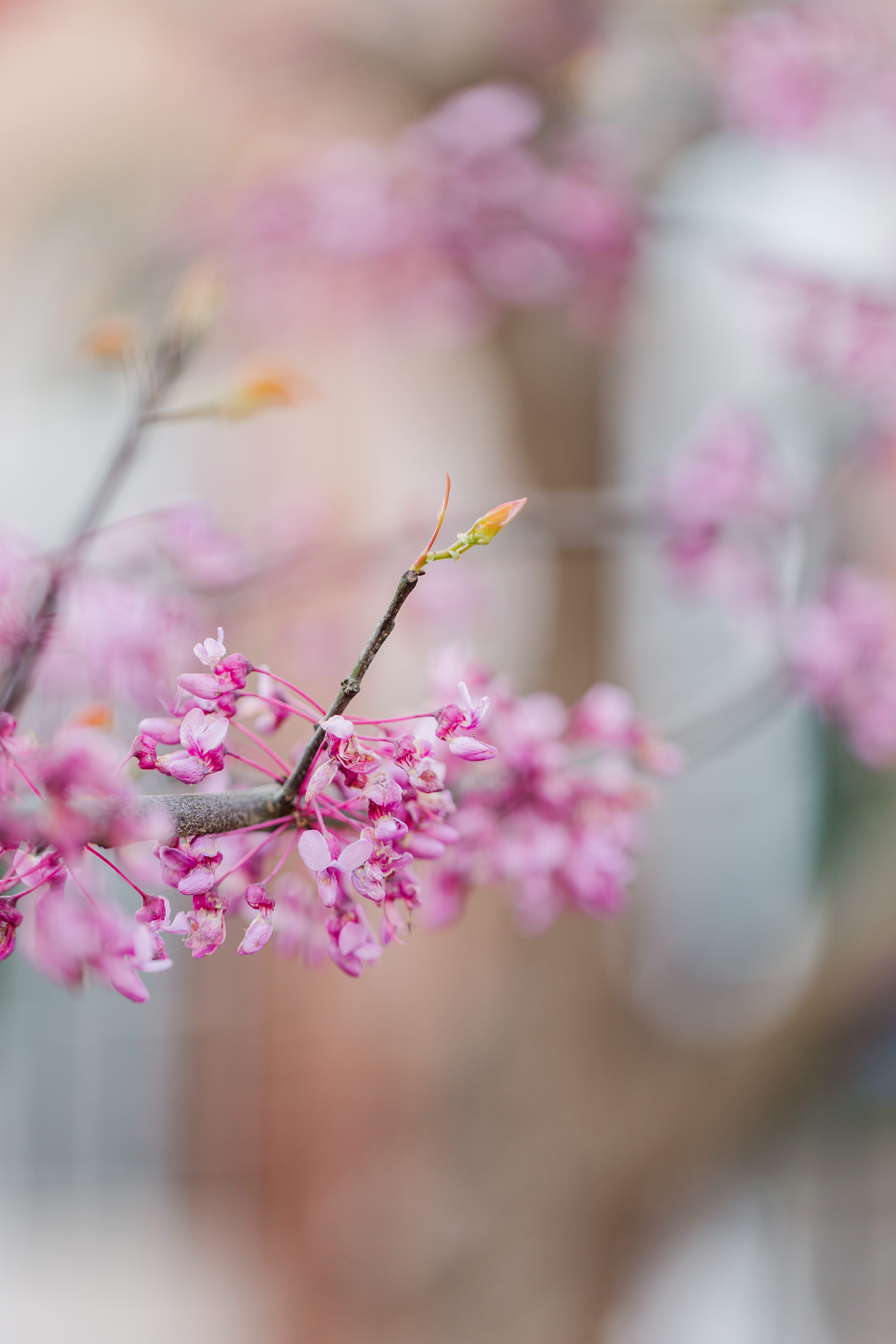 Pinehurst Wedding Photographer,Jennifer B Photography NC