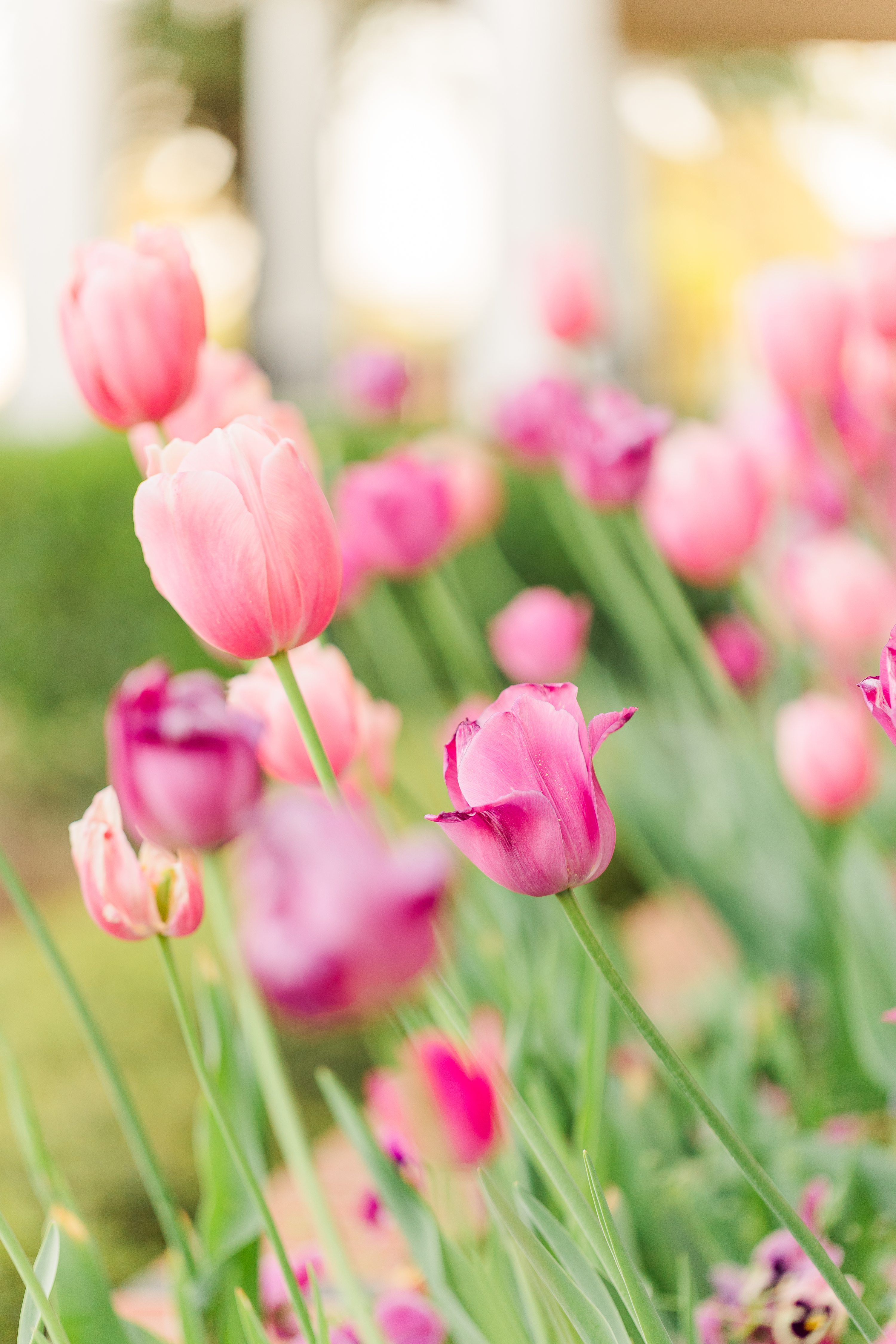 Southern Pines Wedding Photographer