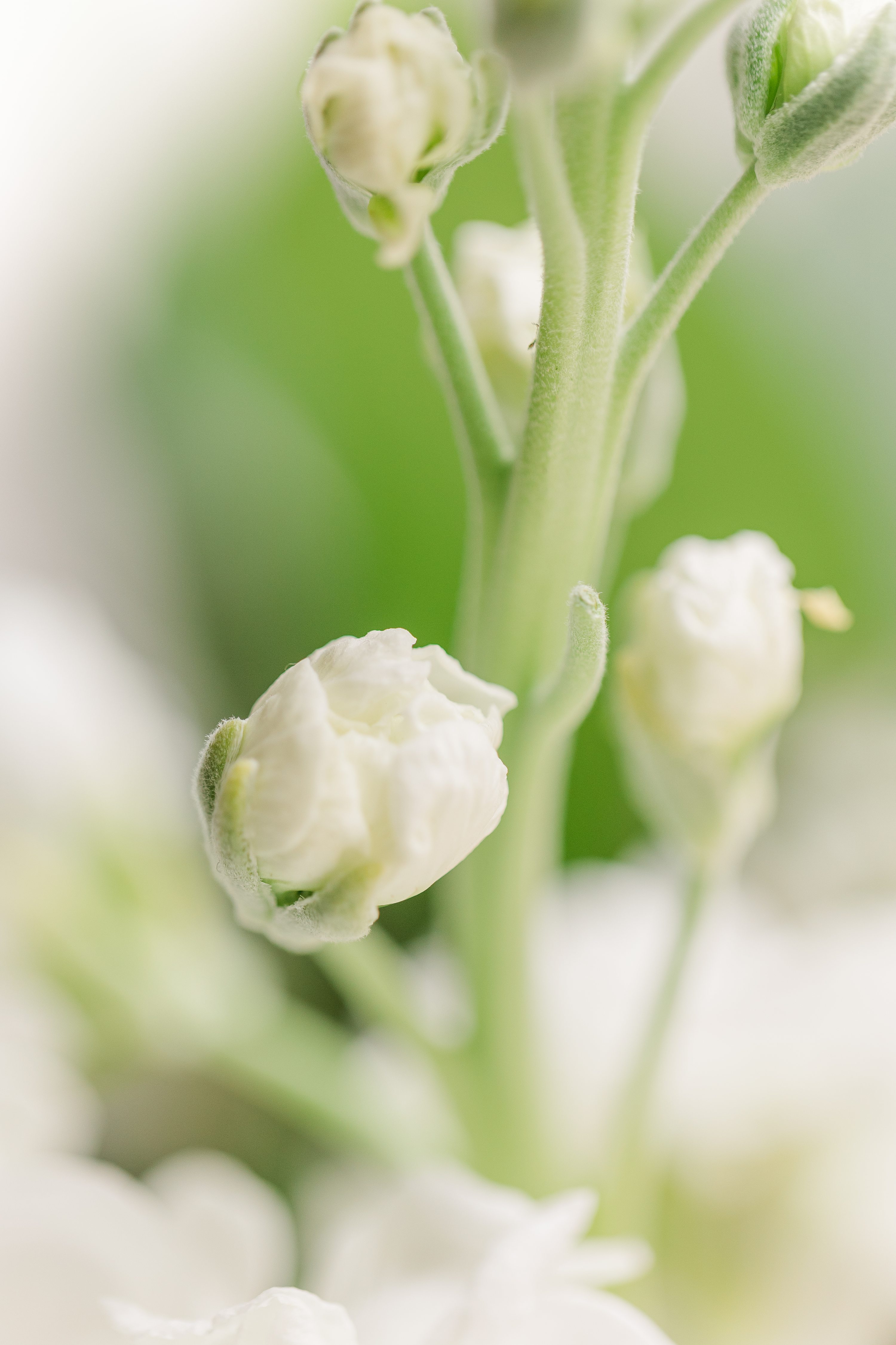 Pinehurst NC  ,Jennifer B Photography NC