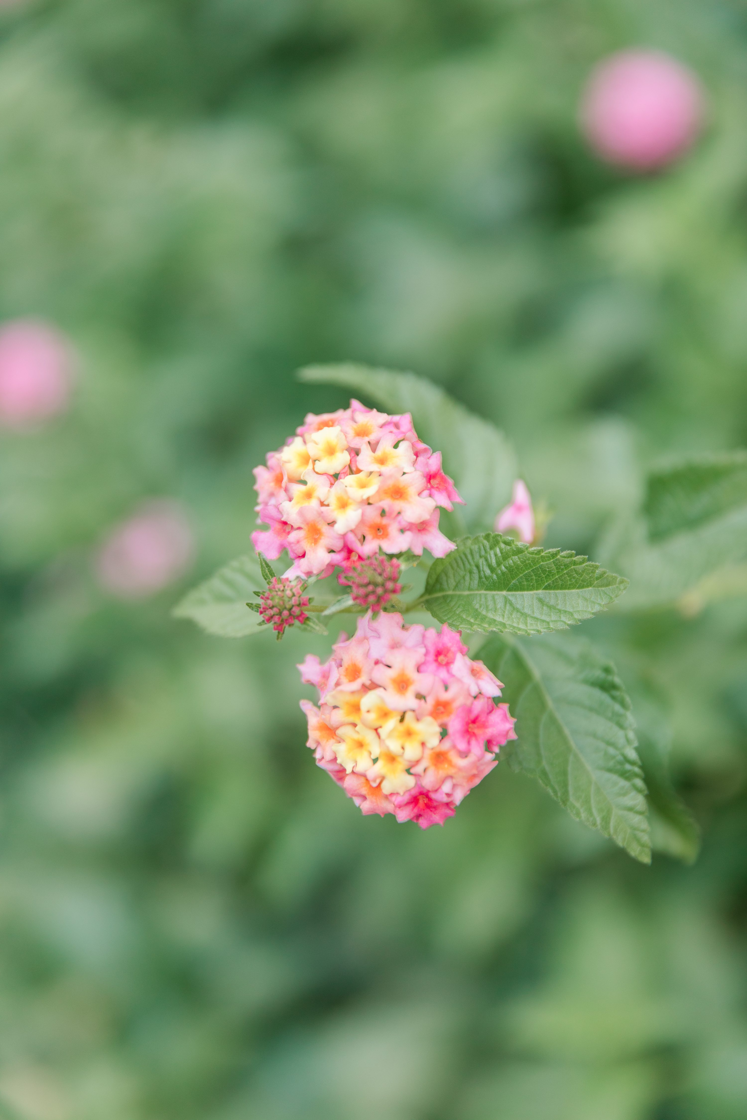 NC Wedding Photographer