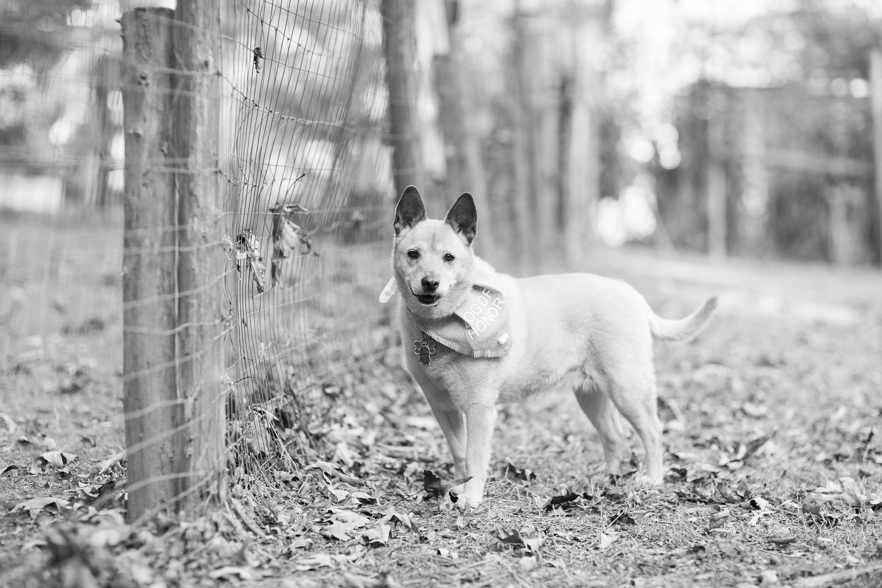 Purple bridemaids dresses, Pinehurst Wedding Photographer