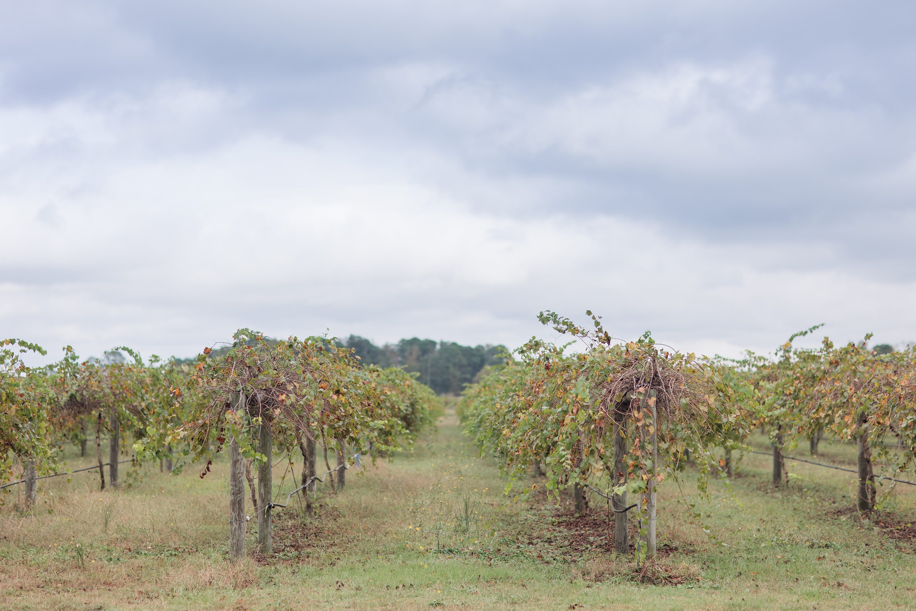 NC Wedding Photographer,Southern Pines NC Weddings
