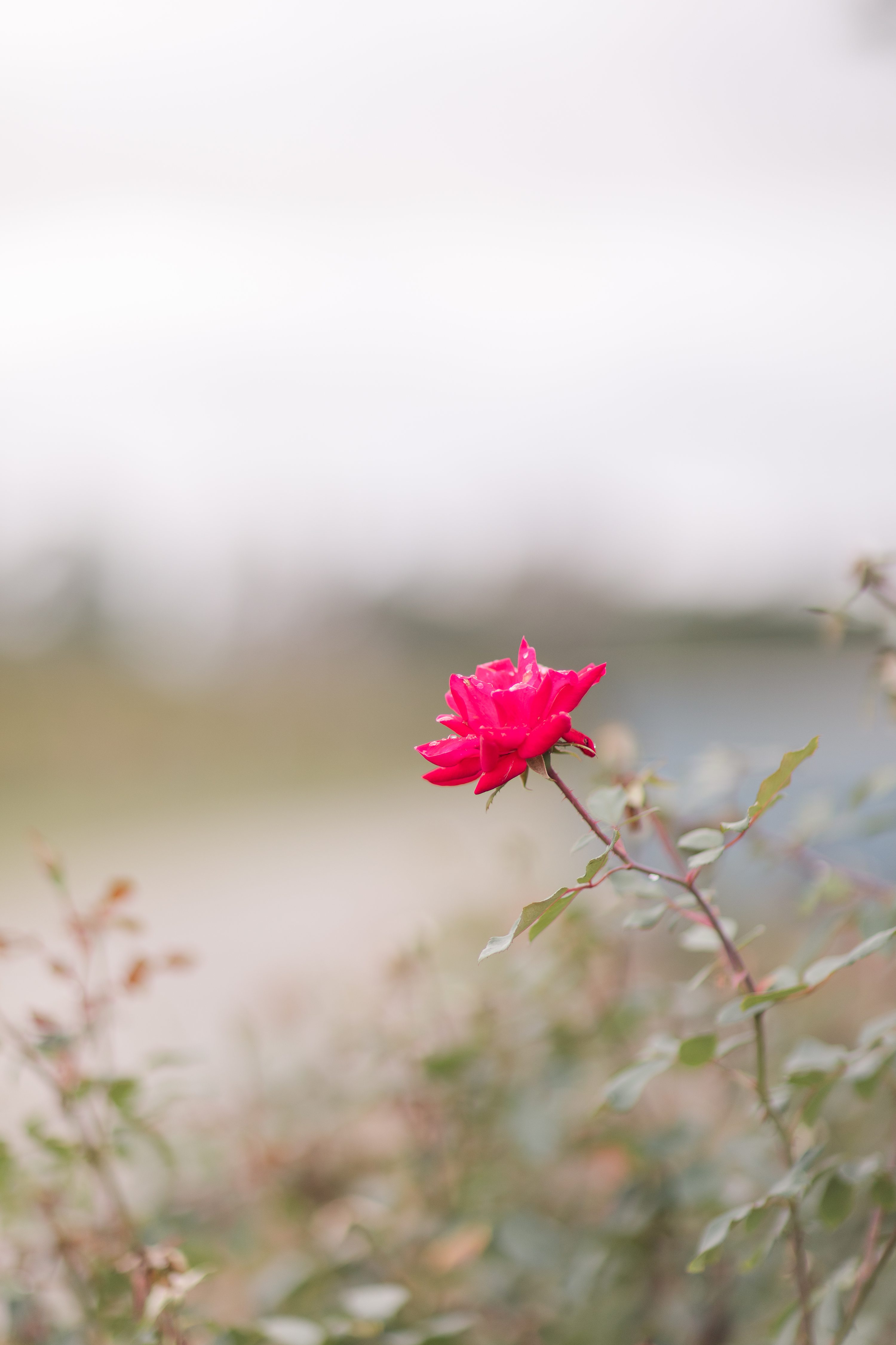 Pinehurst NC Weddings,Pinehurst Wedding Photographer