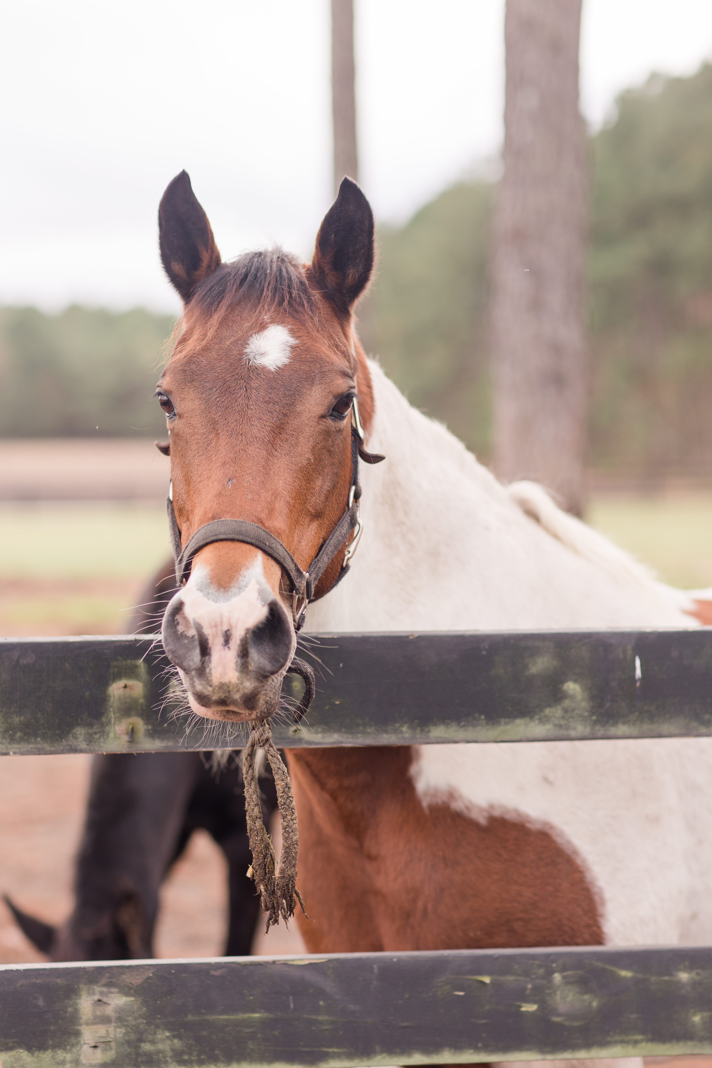 NC Wedding Photographer,Pinehurst NC Weddings