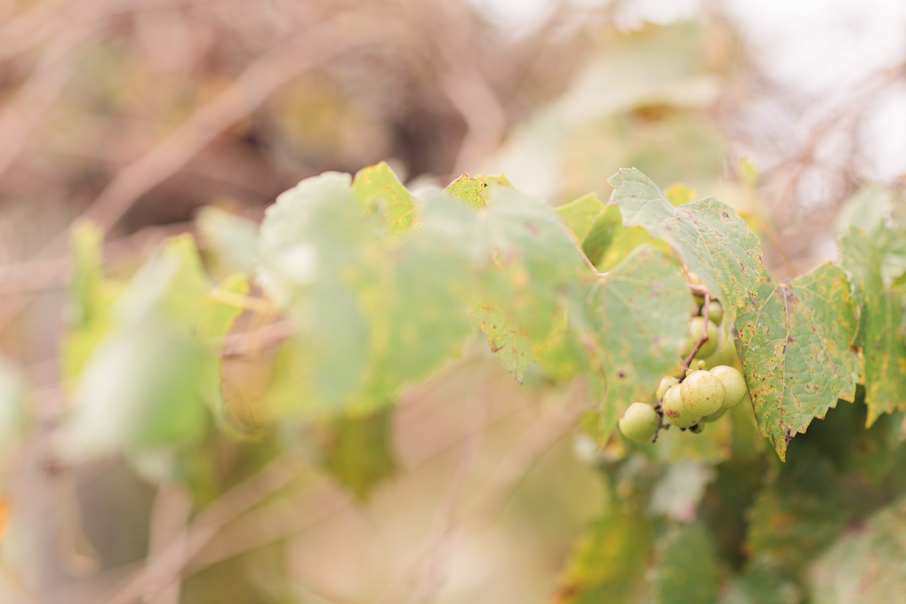 Southern Weddings,Jennifer B Photography
