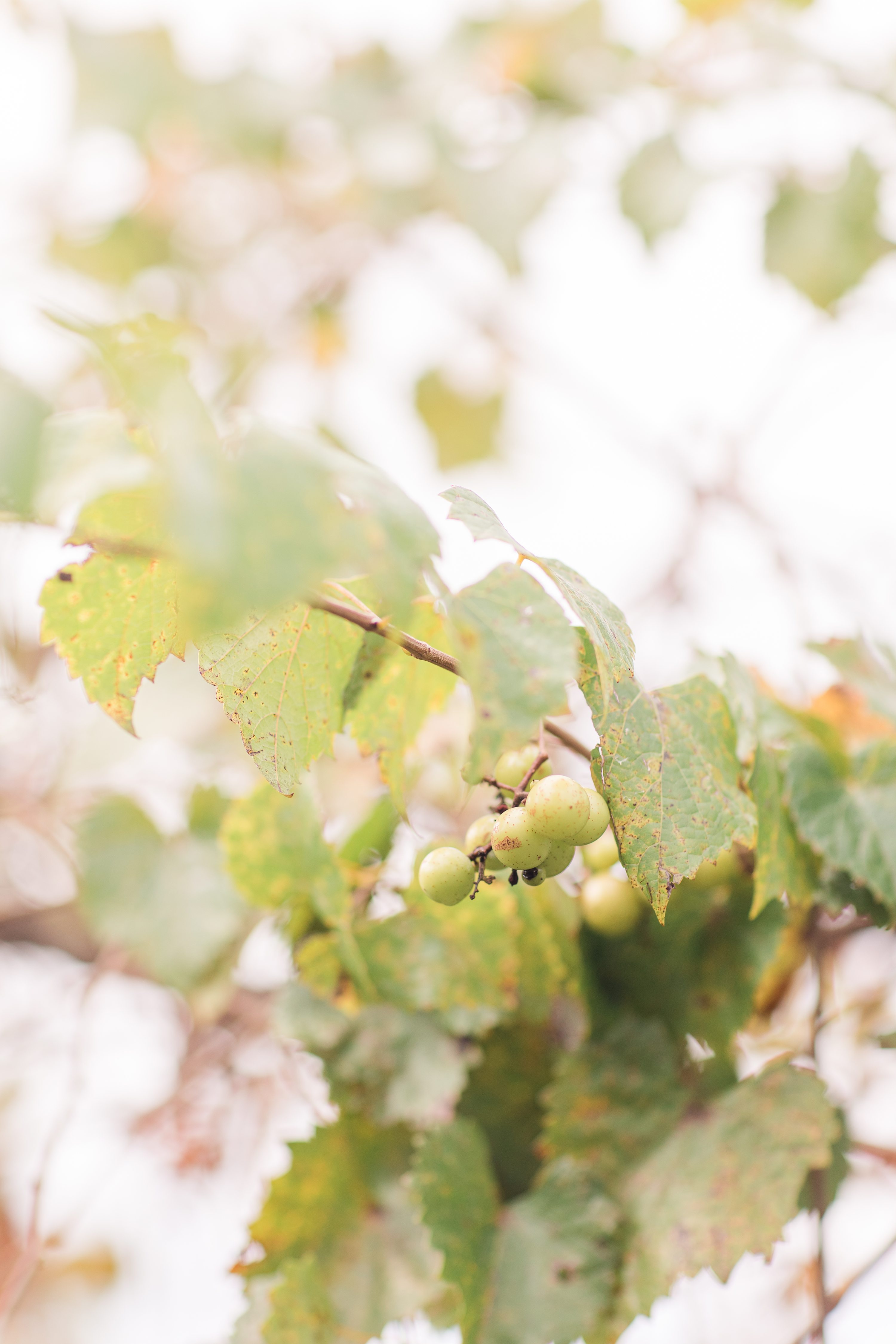 Southern Pines NC Weddings