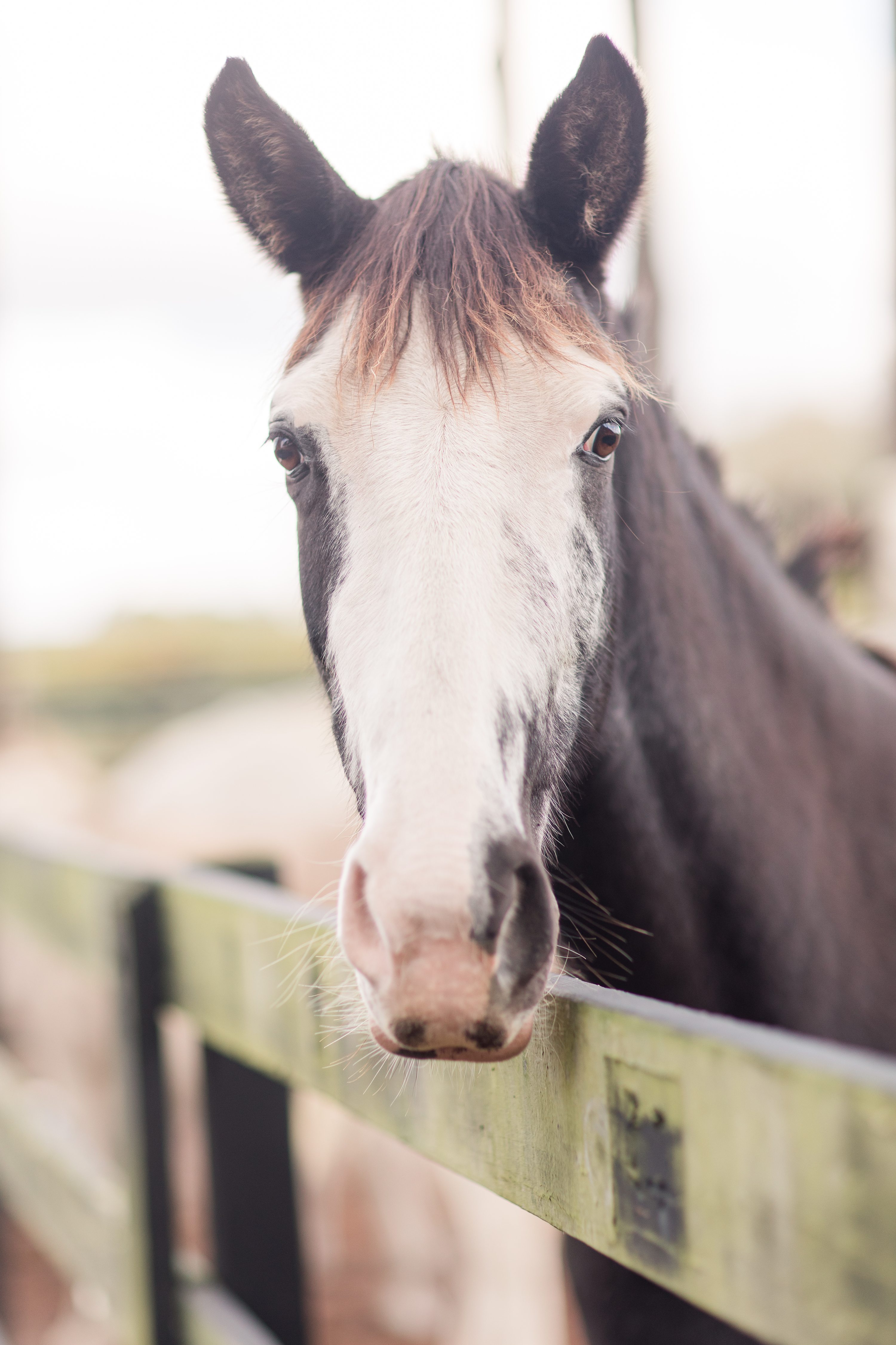 Jennifer B Photography,Jennifer B Photography NC