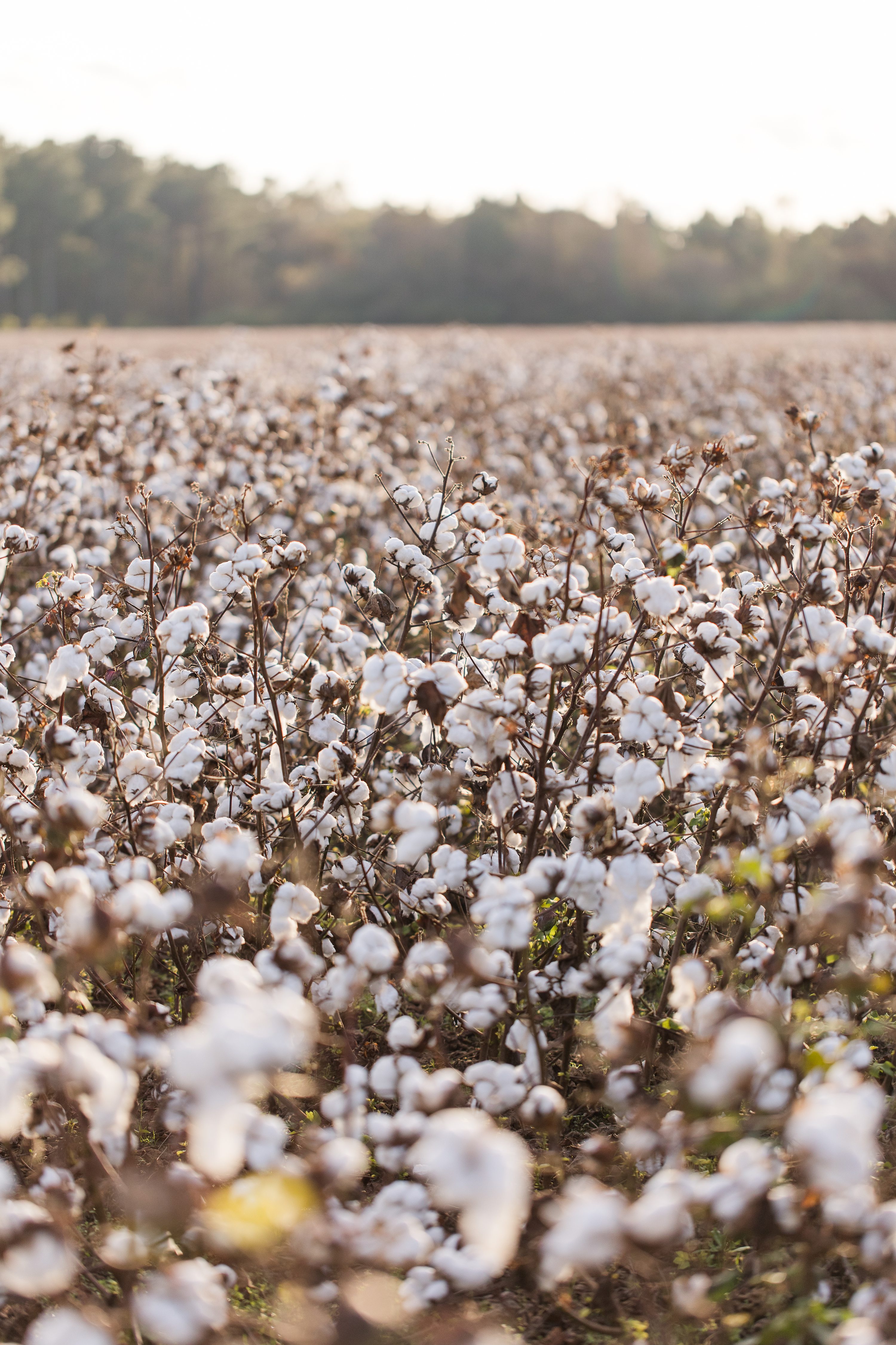 Southern Weddings,Southern Pines NC Weddings