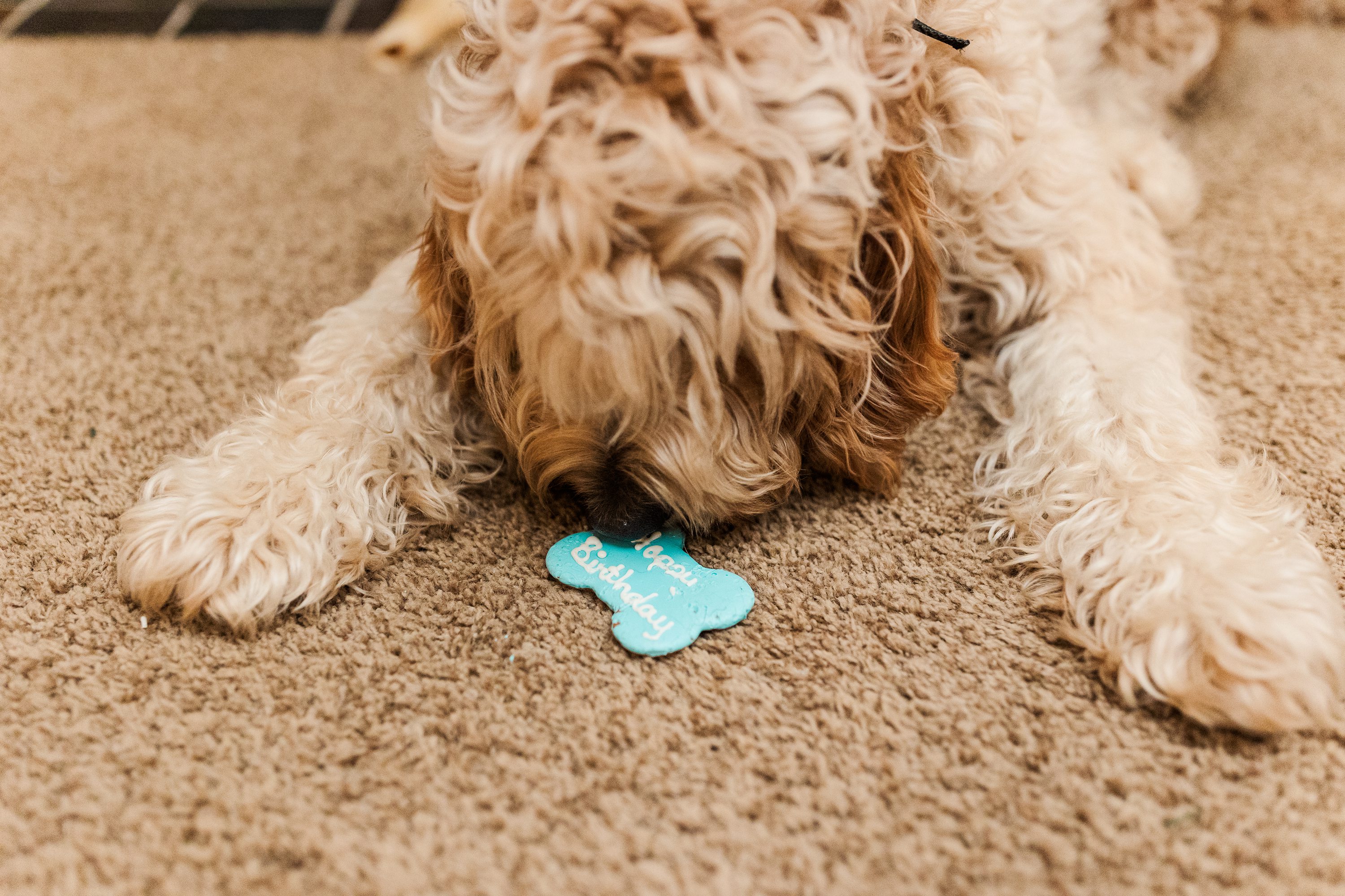 Jennifer B Photography,Jennifer B Photography NC