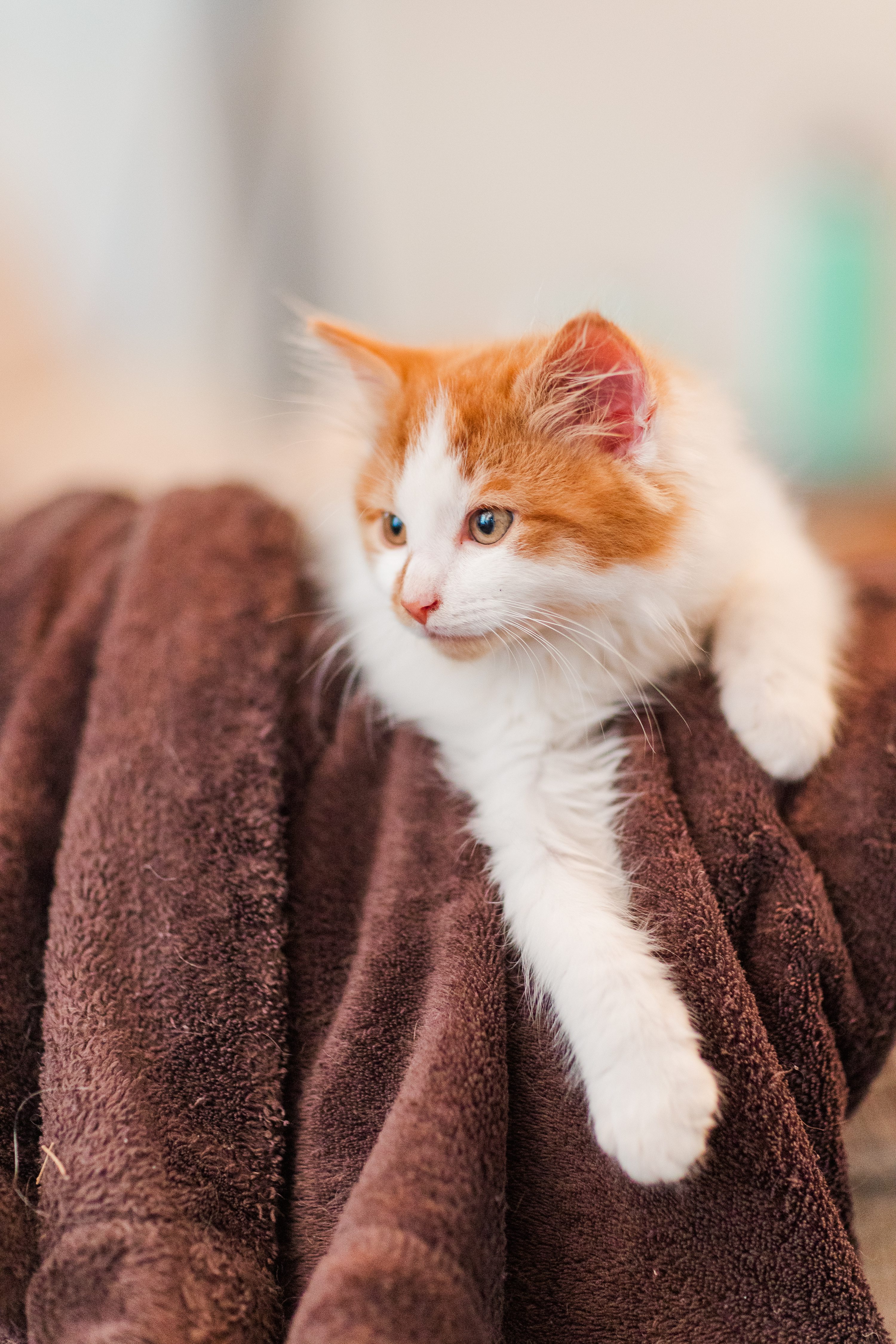 NC Wedding Photographer,Southern Pines NC