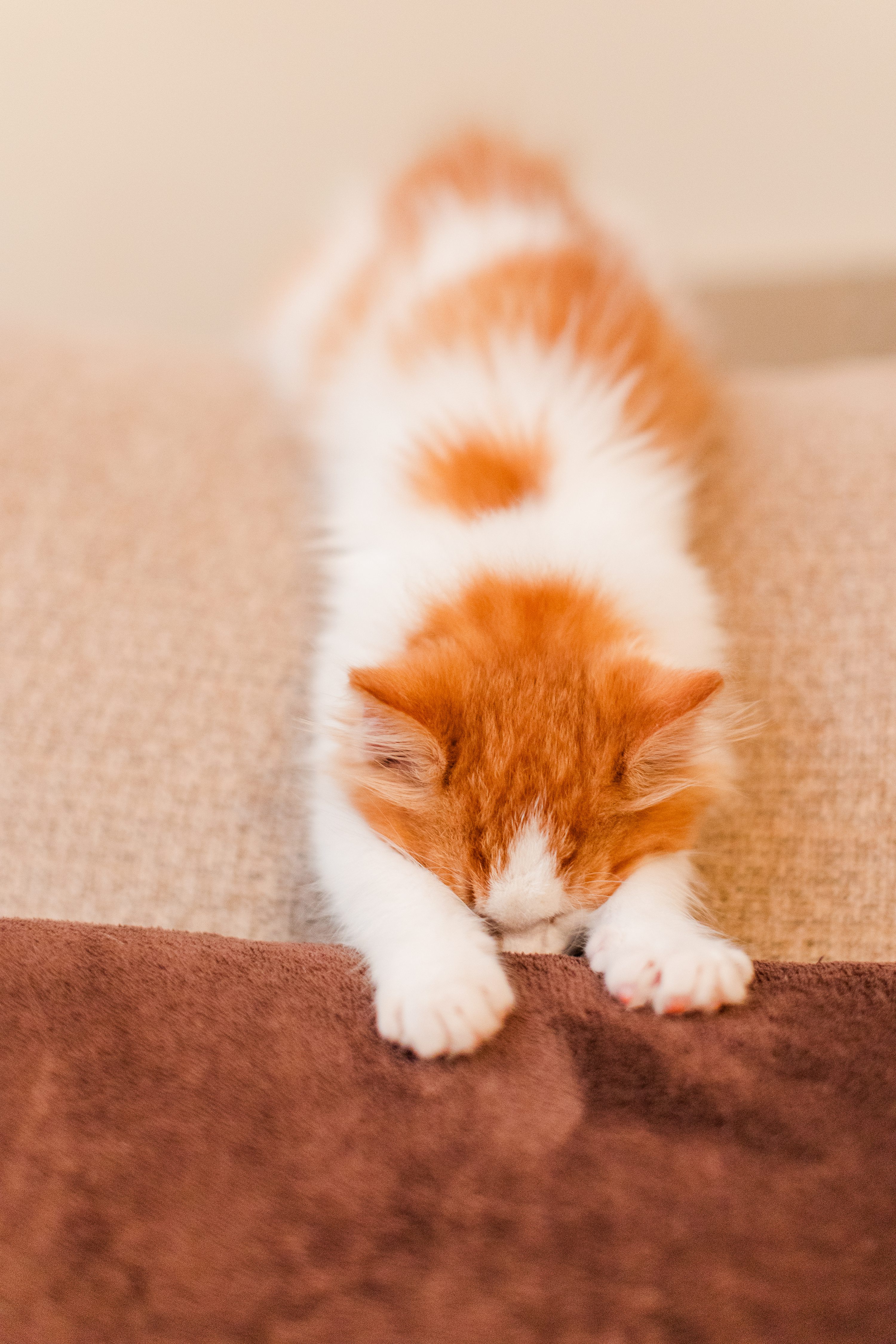 Southern Pines Wedding Photographer,NC Wedding Photographer