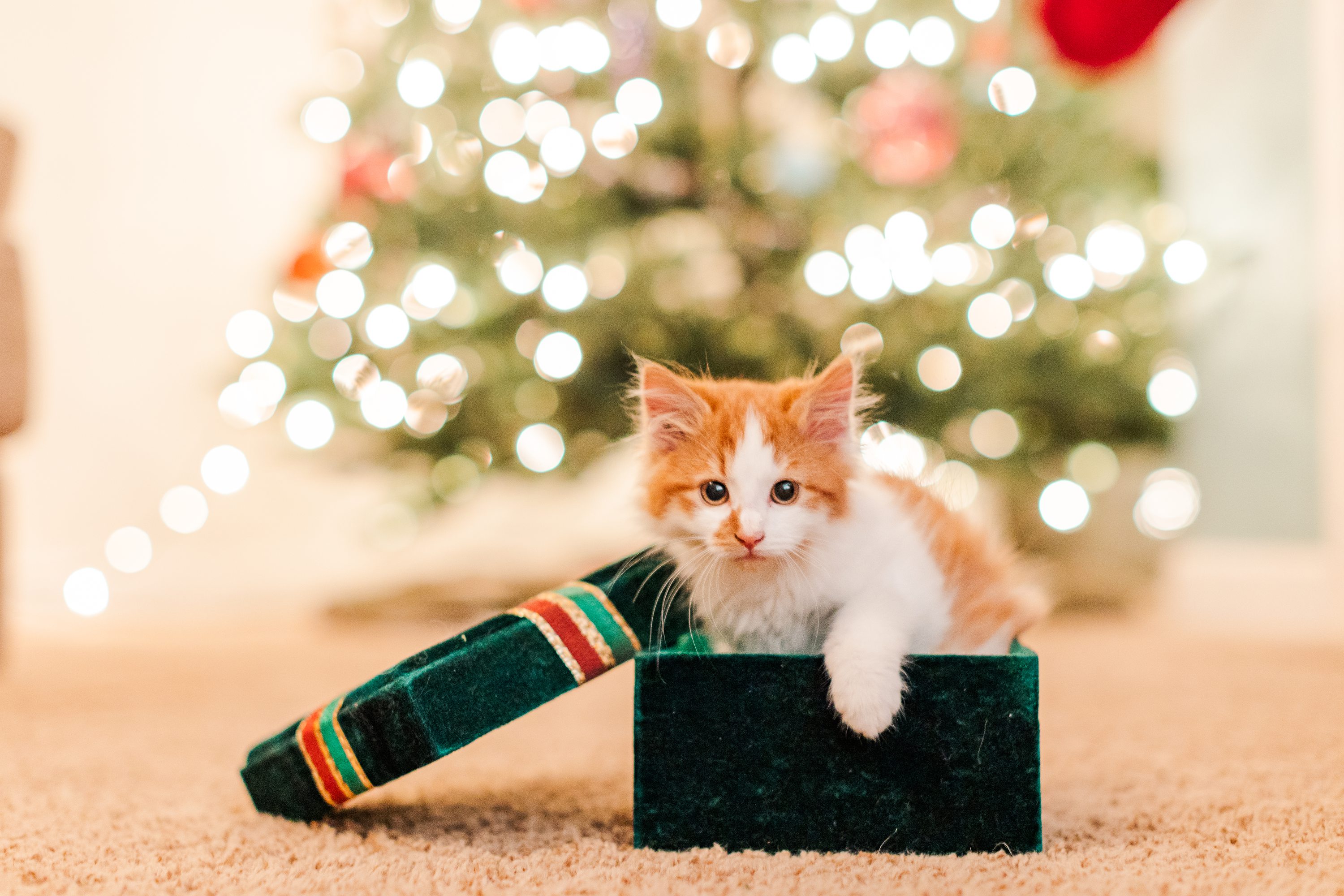 NC Wedding Photographer,Southern Pines NC