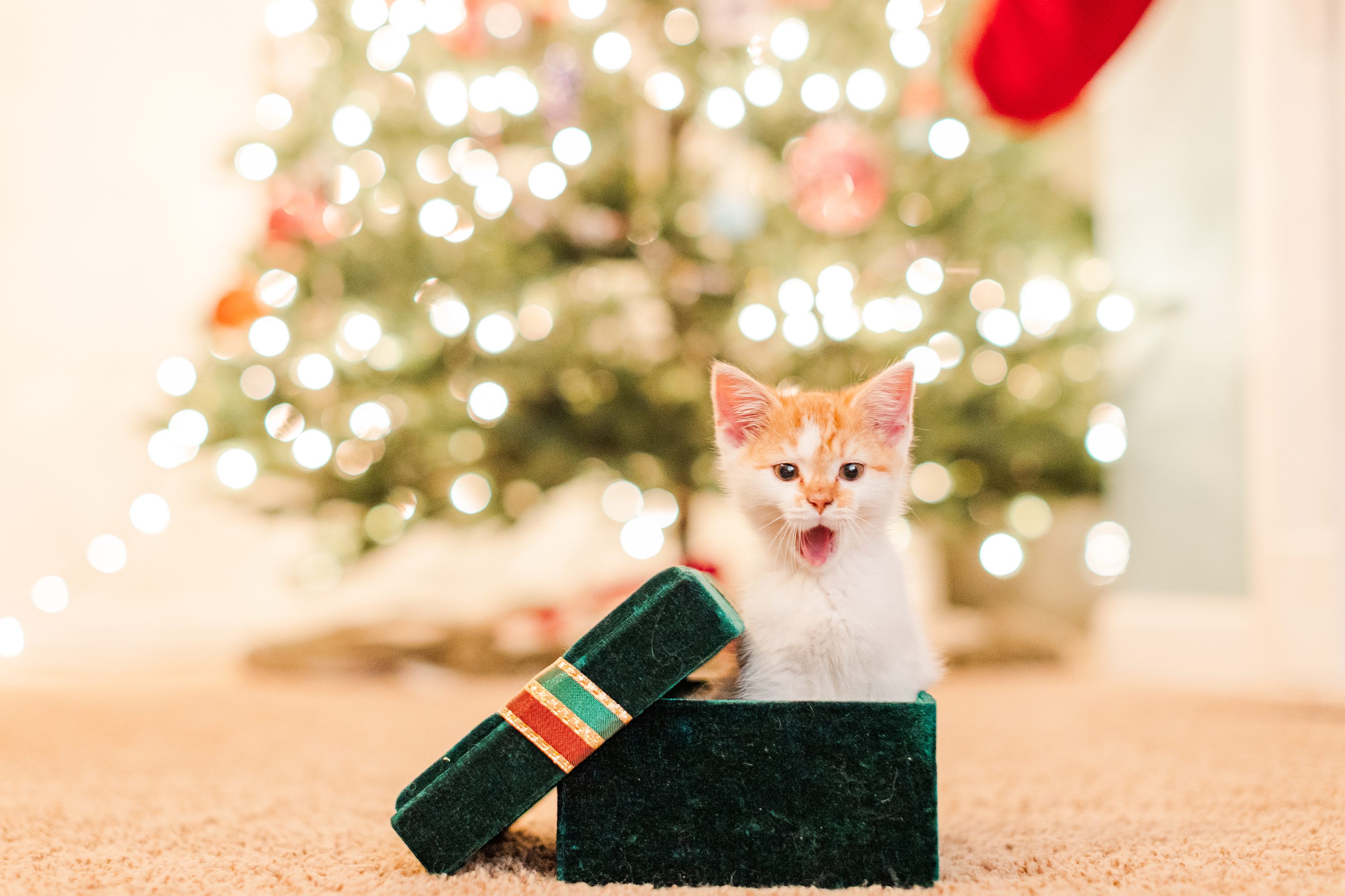 NC Wedding Photographer,Southern Pines Wedding Photographer