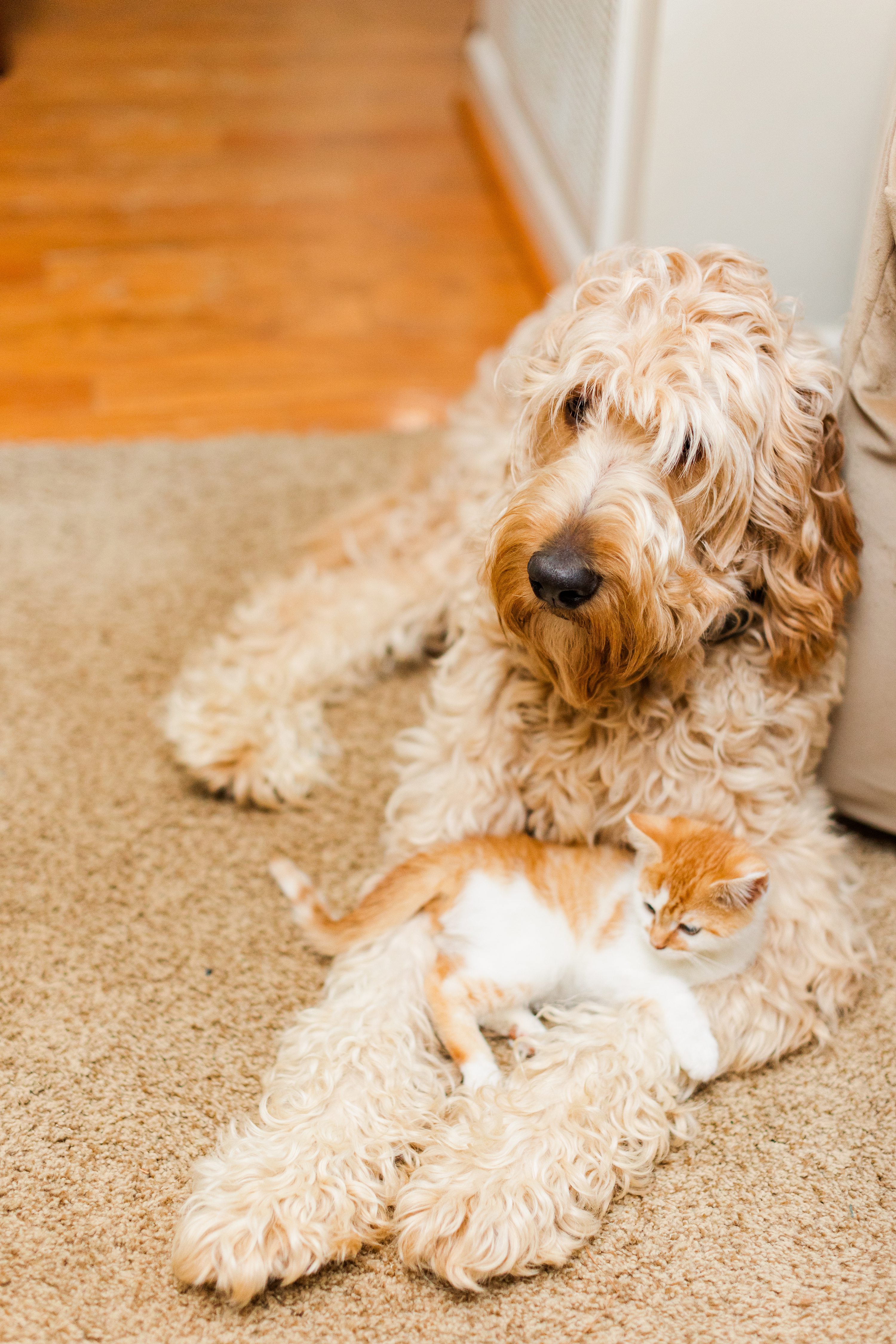 Southern Weddings,Pinehurst Wedding Photographer