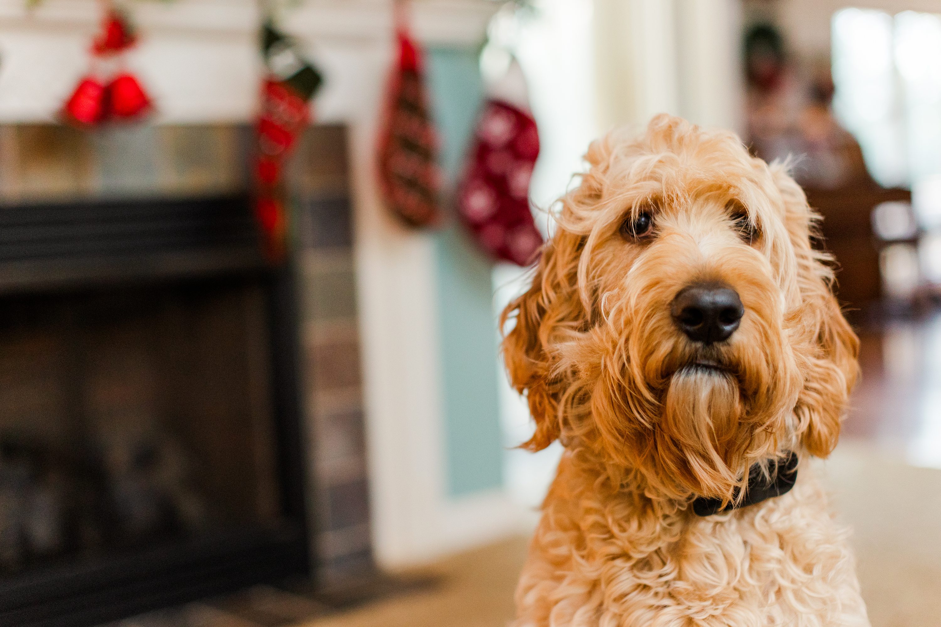 Jennifer B Photography NC,NC Wedding Photographer