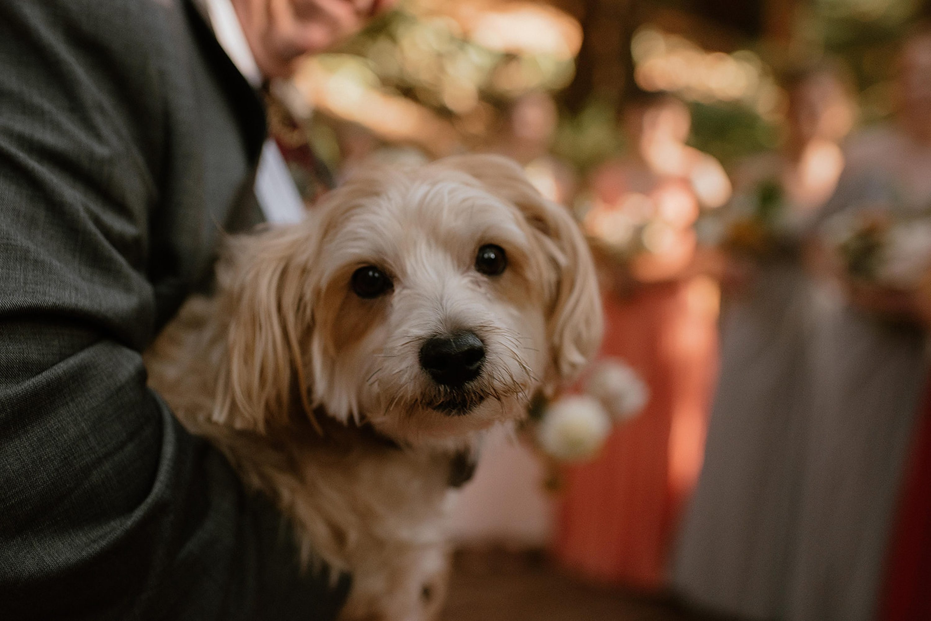 elopement photographer,oregon wedding