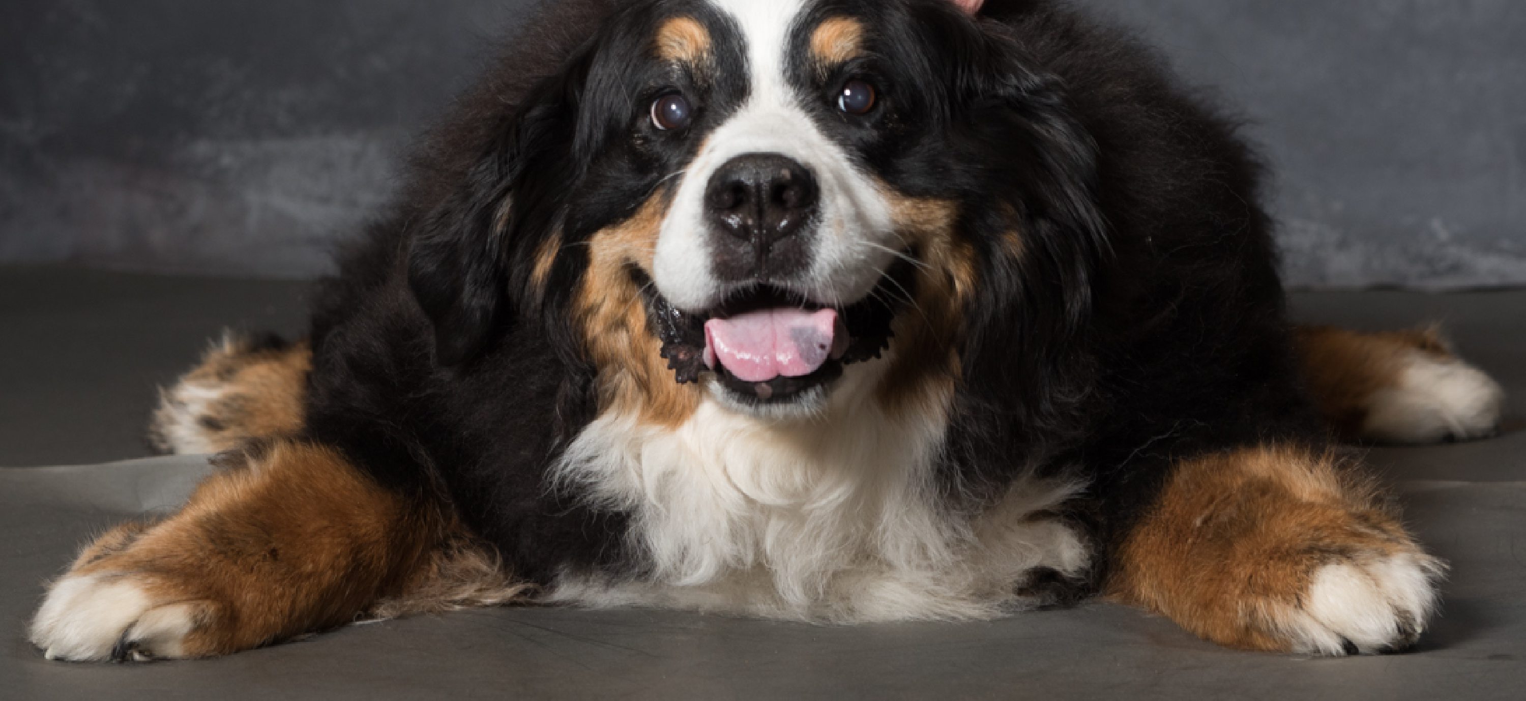 West Linn,Lake Oswego,Portland Photo's,West Linn Family Portraits,Lake Oswego Family Portraits,Bernese Mountain Dogs
