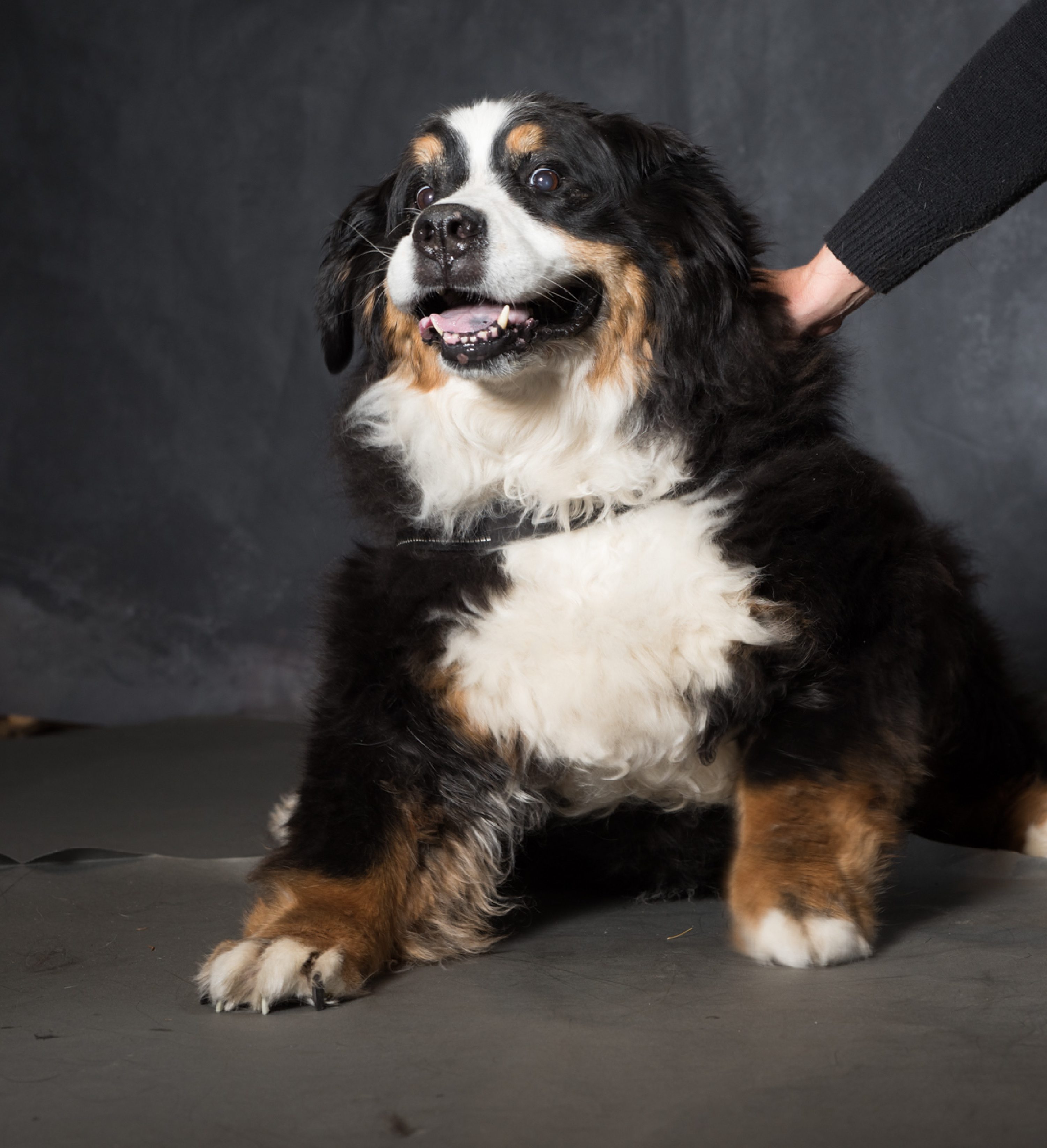 West Linn,Lake Oswego,Portland Photo's,West Linn Family Portraits,Lake Oswego Family Portraits,Bernese Mountain Dogs