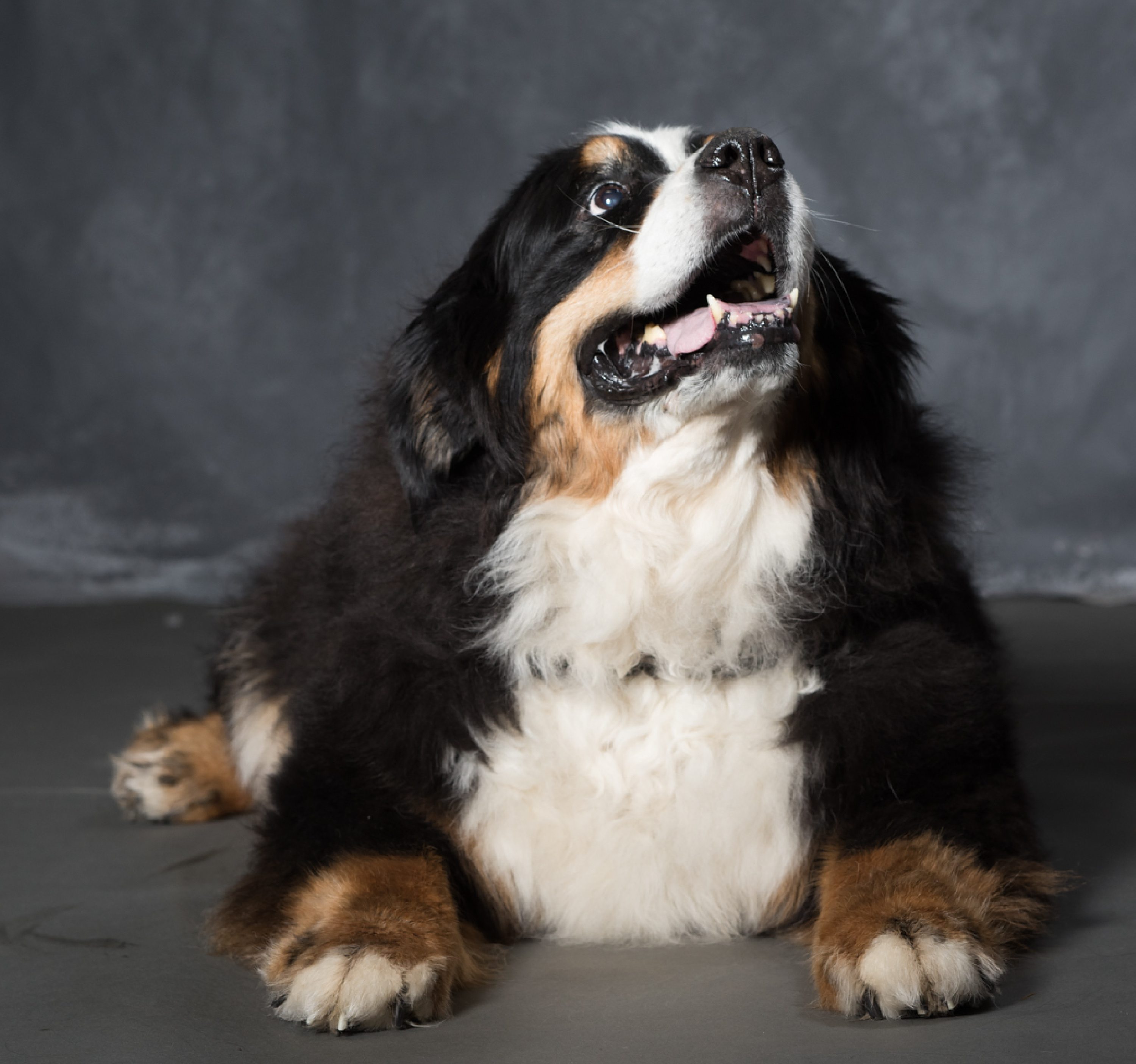 West Linn,Lake Oswego,Portland Photo's,West Linn Family Portraits,Lake Oswego Family Portraits,Bernese Mountain Dogs