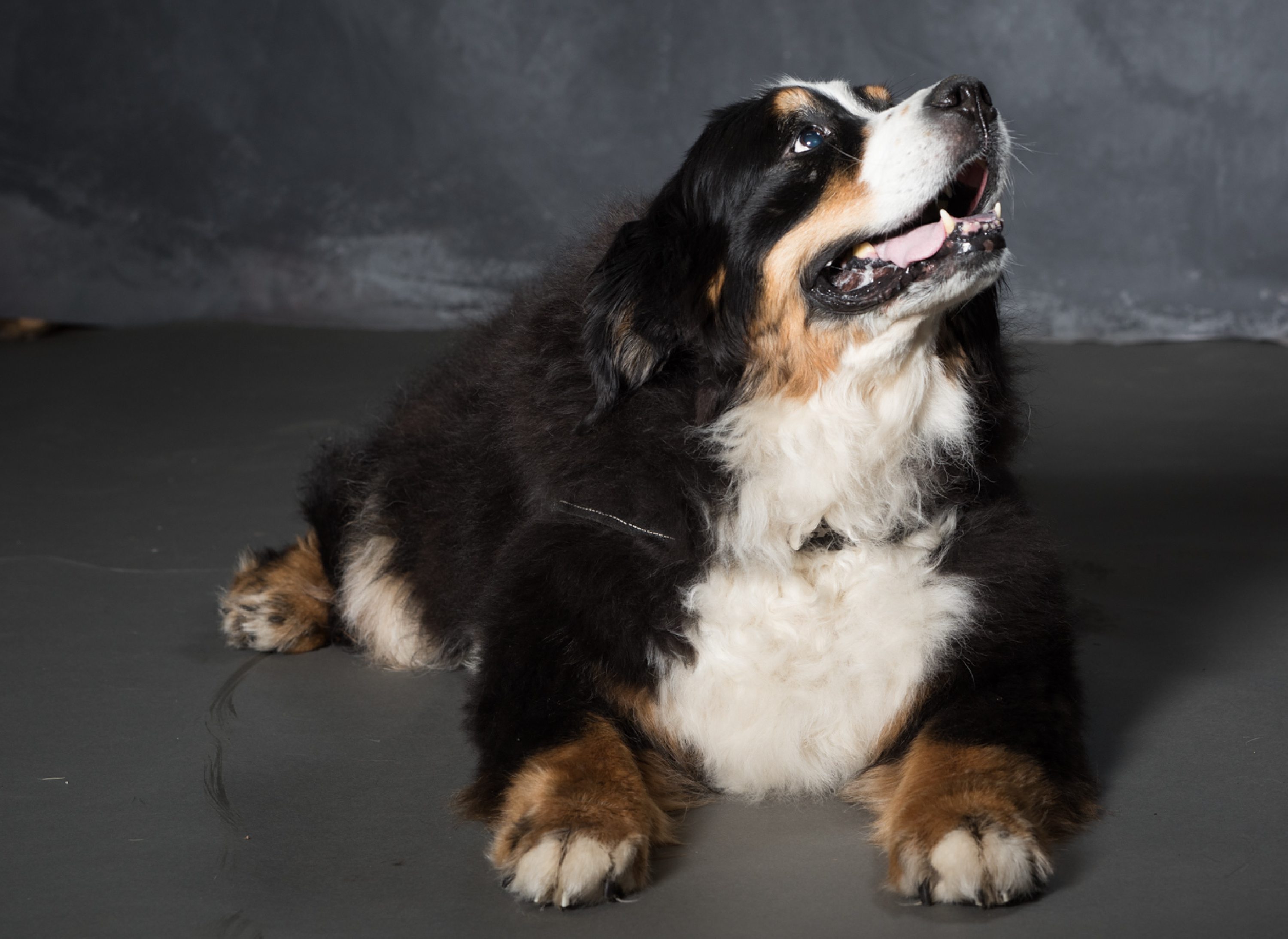 West Linn,Lake Oswego,Portland Photo's,West Linn Family Portraits,Lake Oswego Family Portraits,Bernese Mountain Dogs