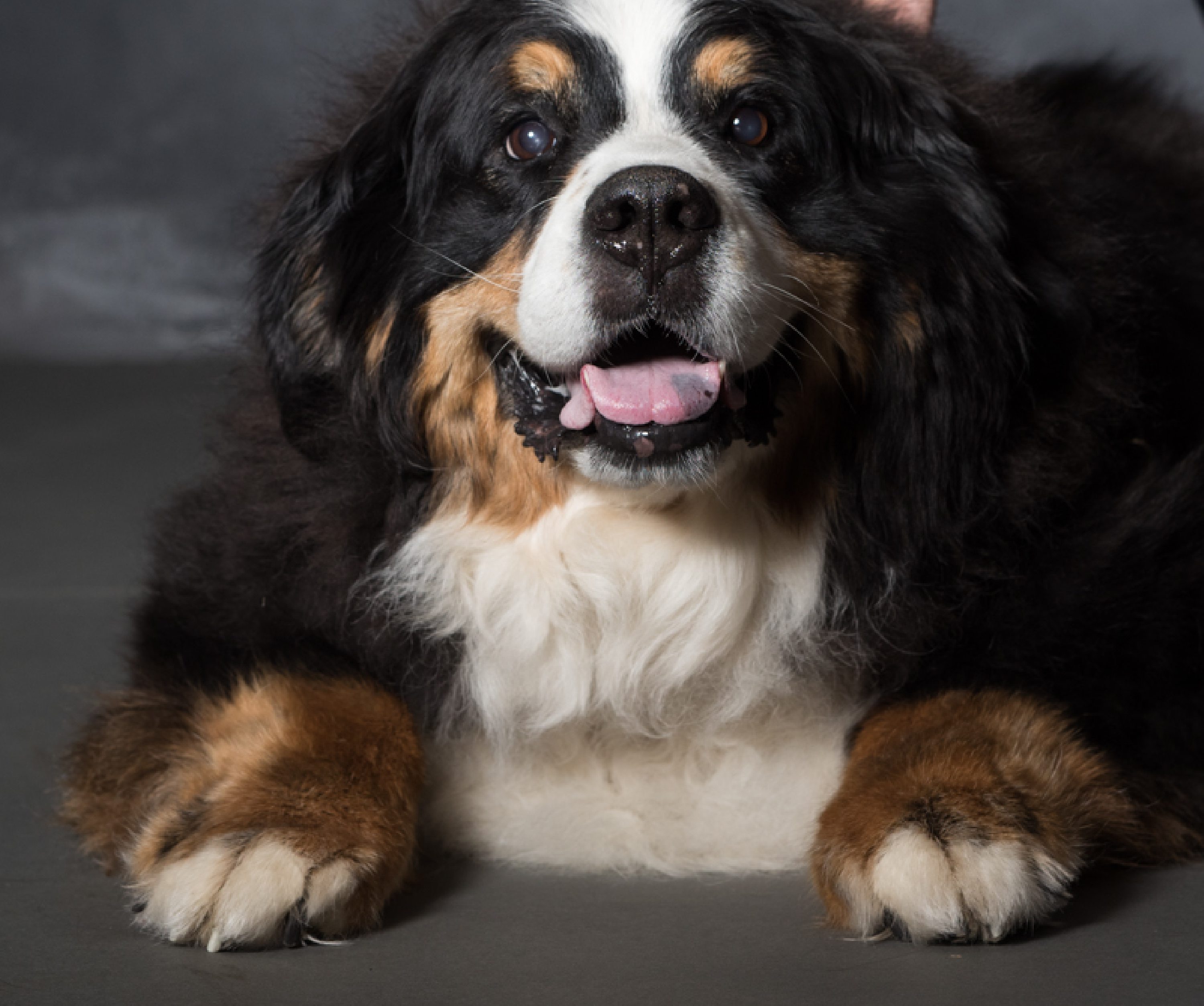 West Linn,Lake Oswego,Portland Photo's,West Linn Family Portraits,Lake Oswego Family Portraits,Bernese Mountain Dogs