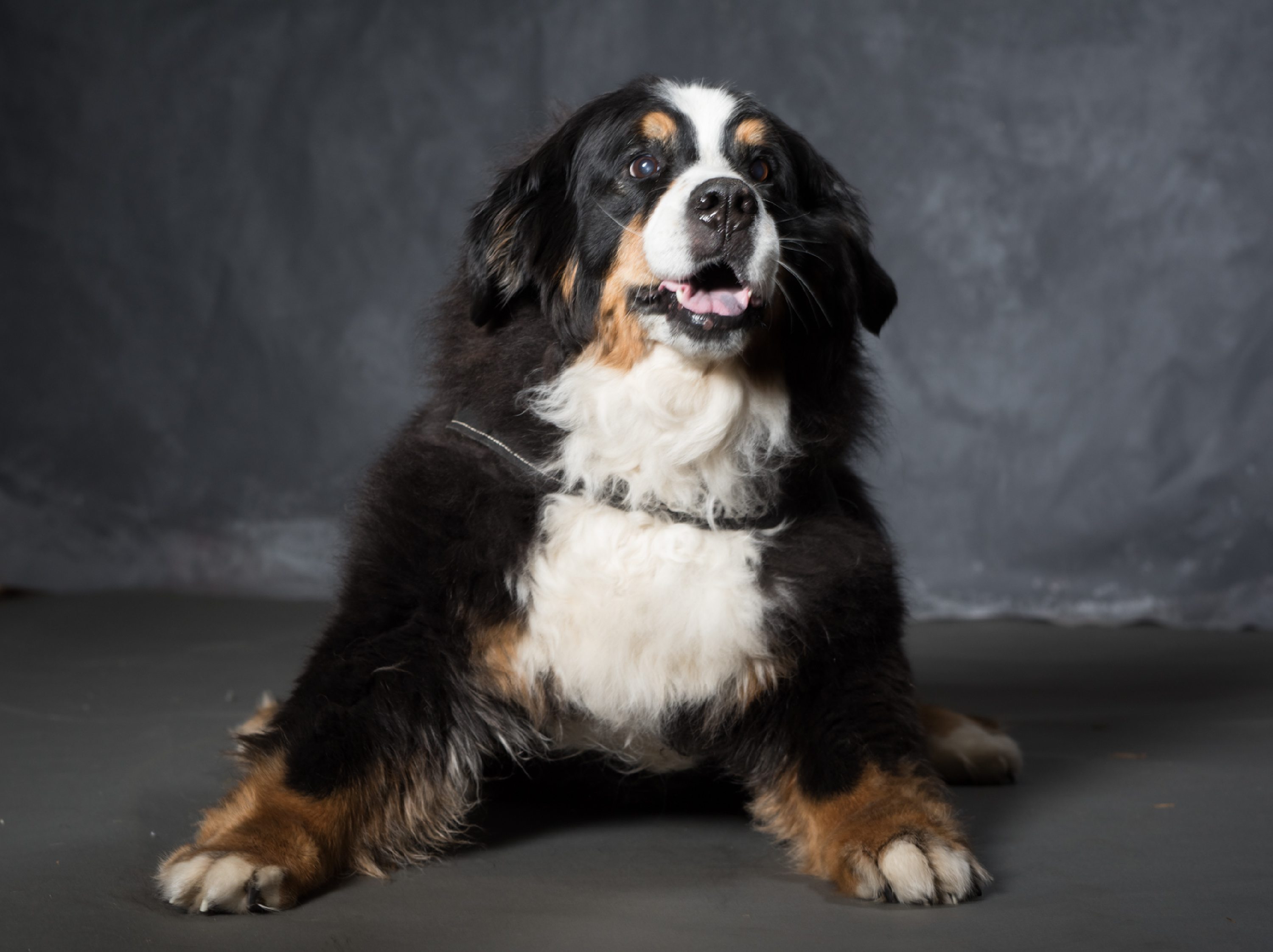 West Linn,Lake Oswego,Portland Photo's,West Linn Family Portraits,Lake Oswego Family Portraits,Bernese Mountain Dogs