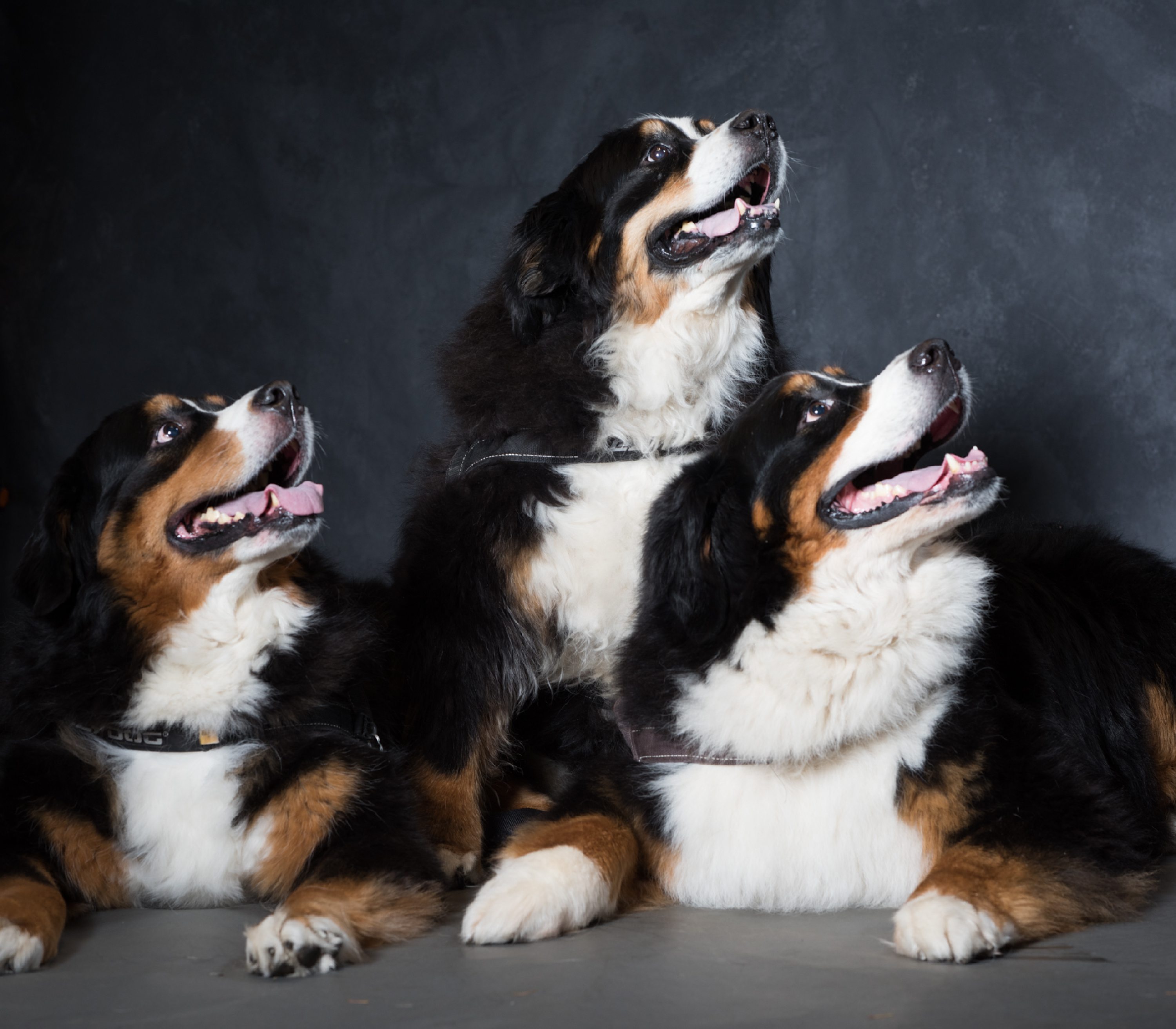 West Linn,Lake Oswego,Portland Photo's,West Linn Family Portraits,Lake Oswego Family Portraits,Bernese Mountain Dogs