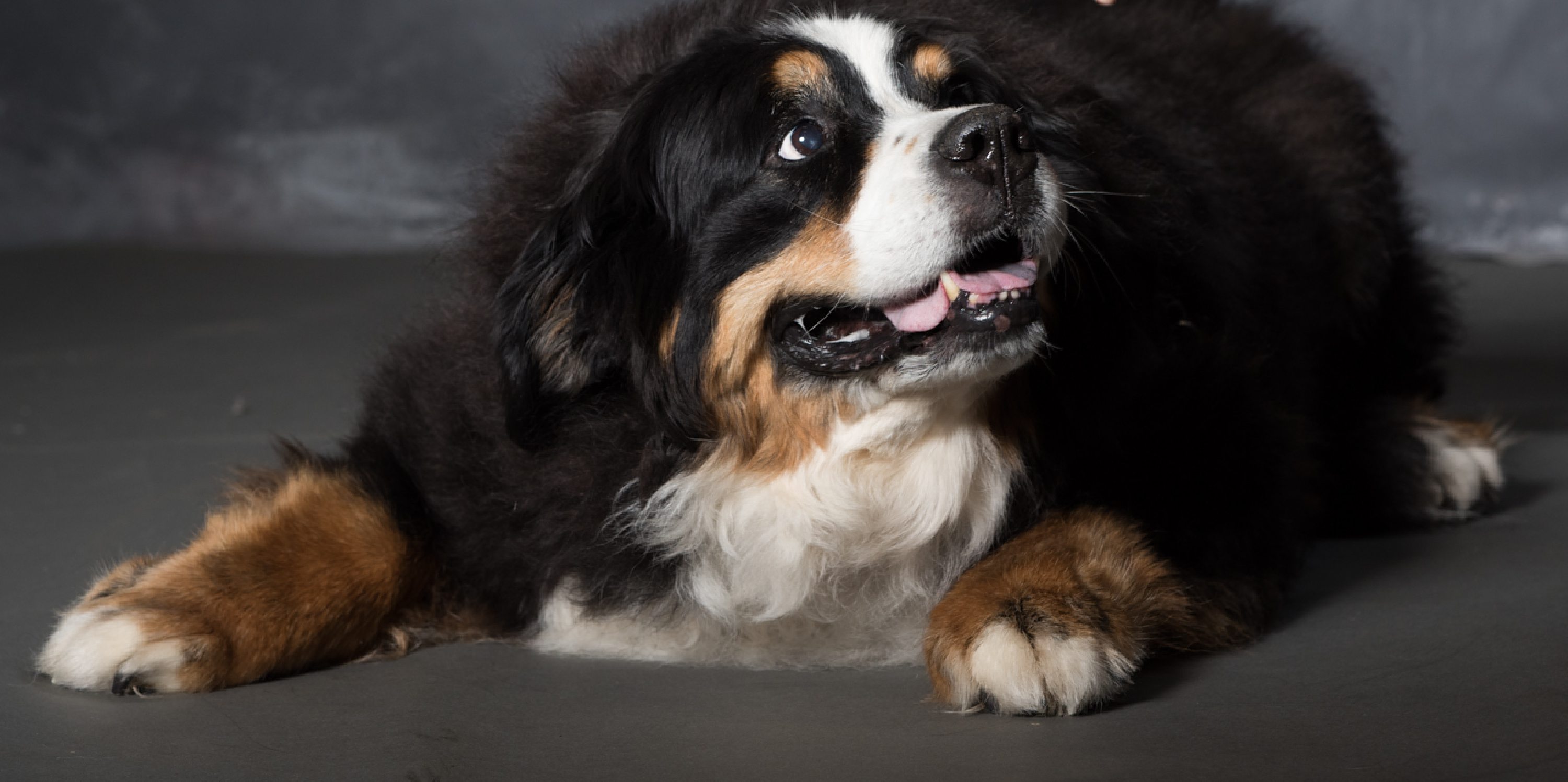 West Linn,Lake Oswego,Portland Photo's,West Linn Family Portraits,Lake Oswego Family Portraits,Bernese Mountain Dogs