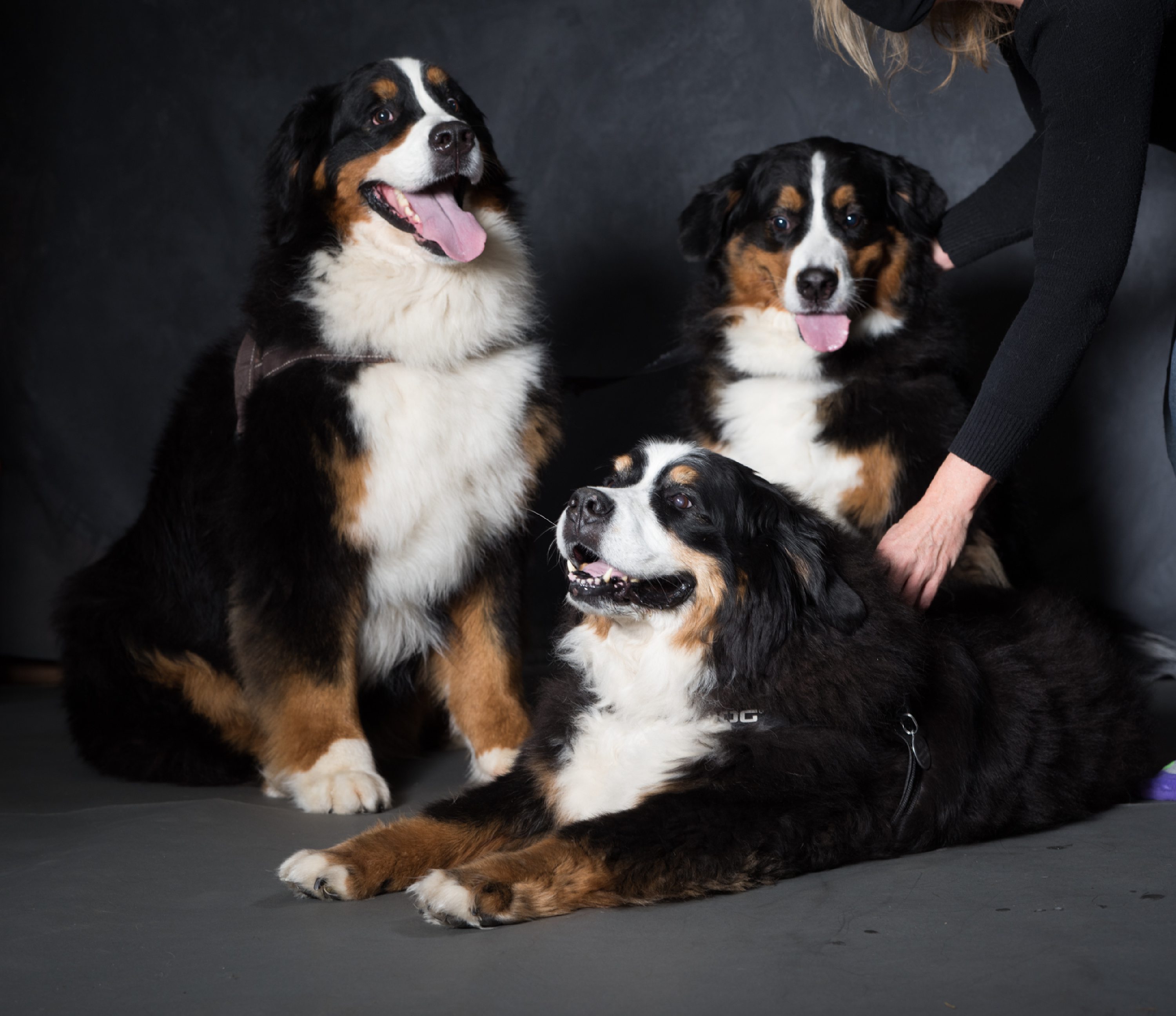 West Linn,Lake Oswego,Portland Photo's,West Linn Family Portraits,Lake Oswego Family Portraits,Bernese Mountain Dogs