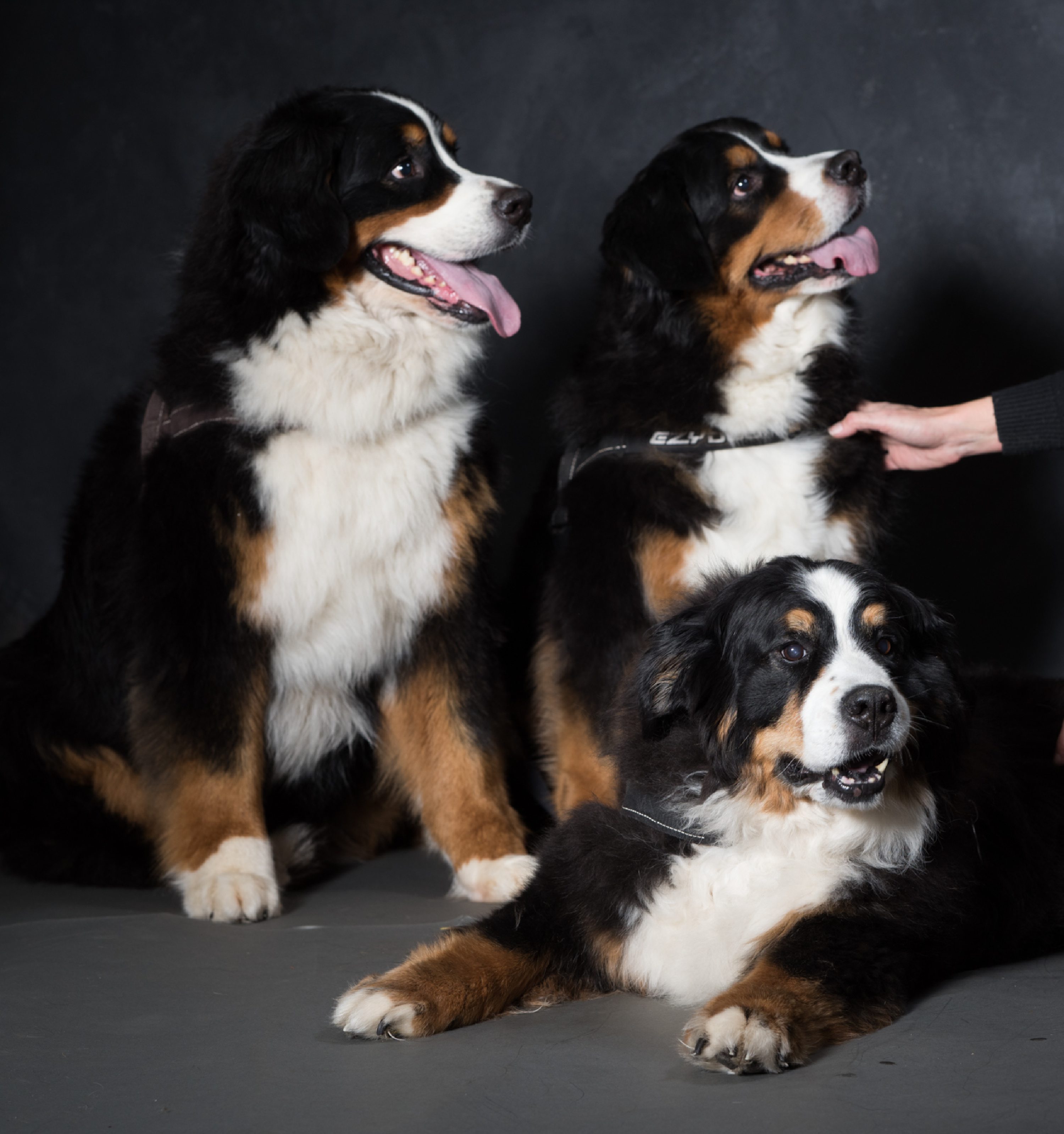 West Linn,Lake Oswego,Portland Photo's,West Linn Family Portraits,Lake Oswego Family Portraits,Bernese Mountain Dogs
