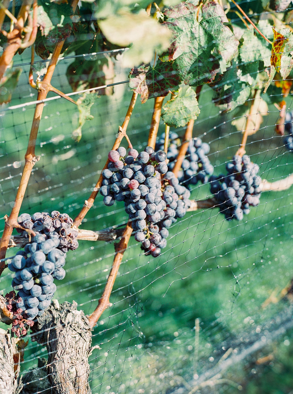 Wollfer Estate,mismatching bridesmaids