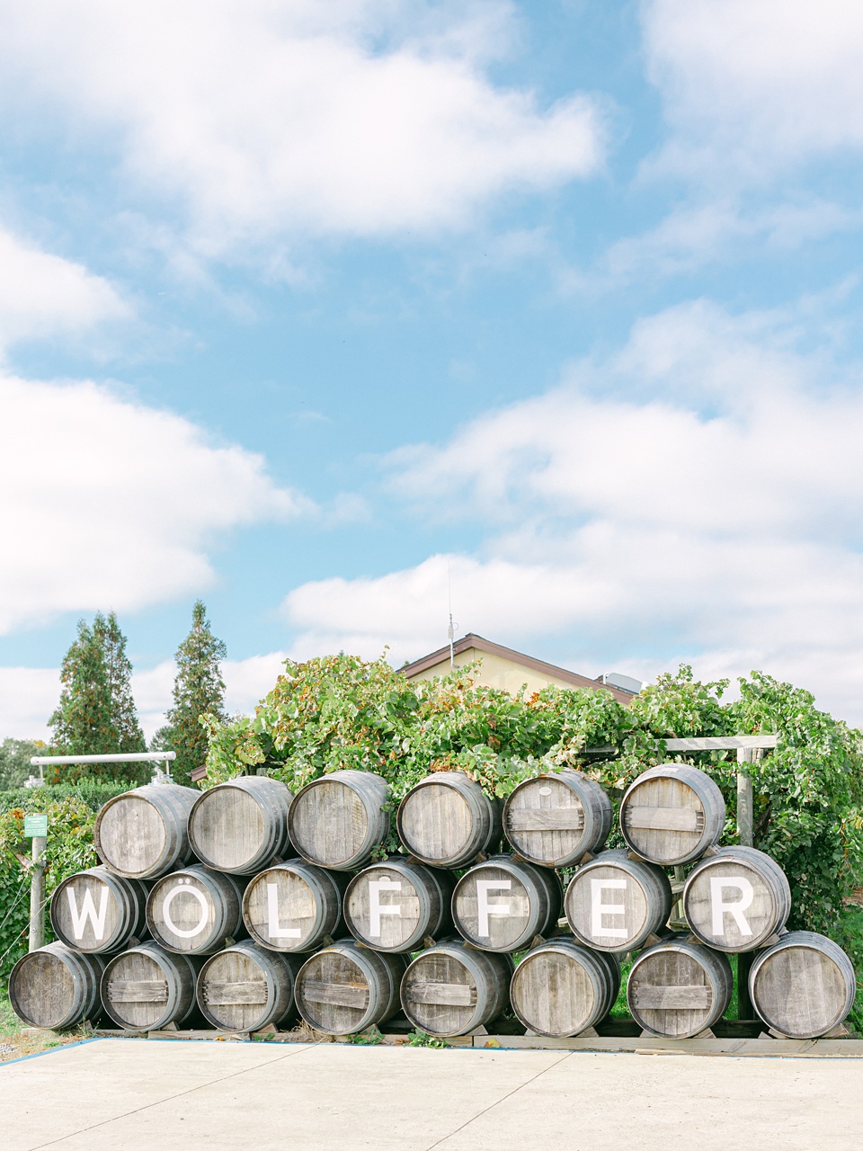 VIneyard,Green and white wedding