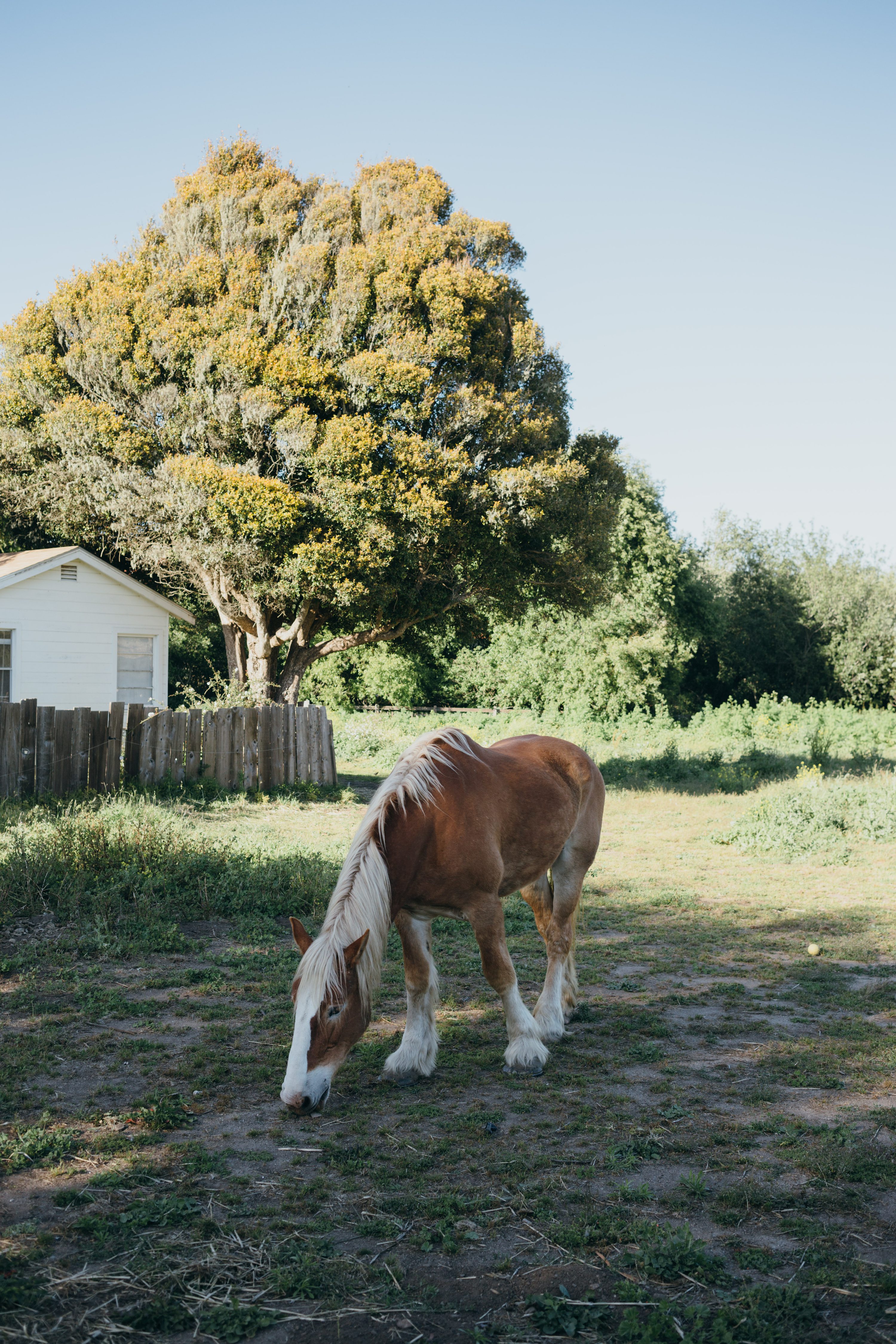 Summer in Santa Cruz,southern utah wedding photographer