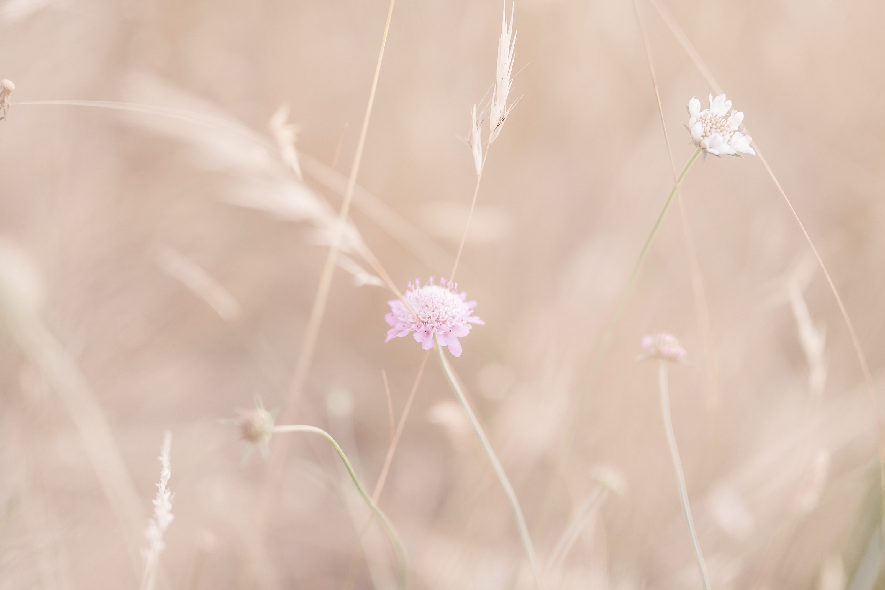 adelaide maternity session,forest maternity session