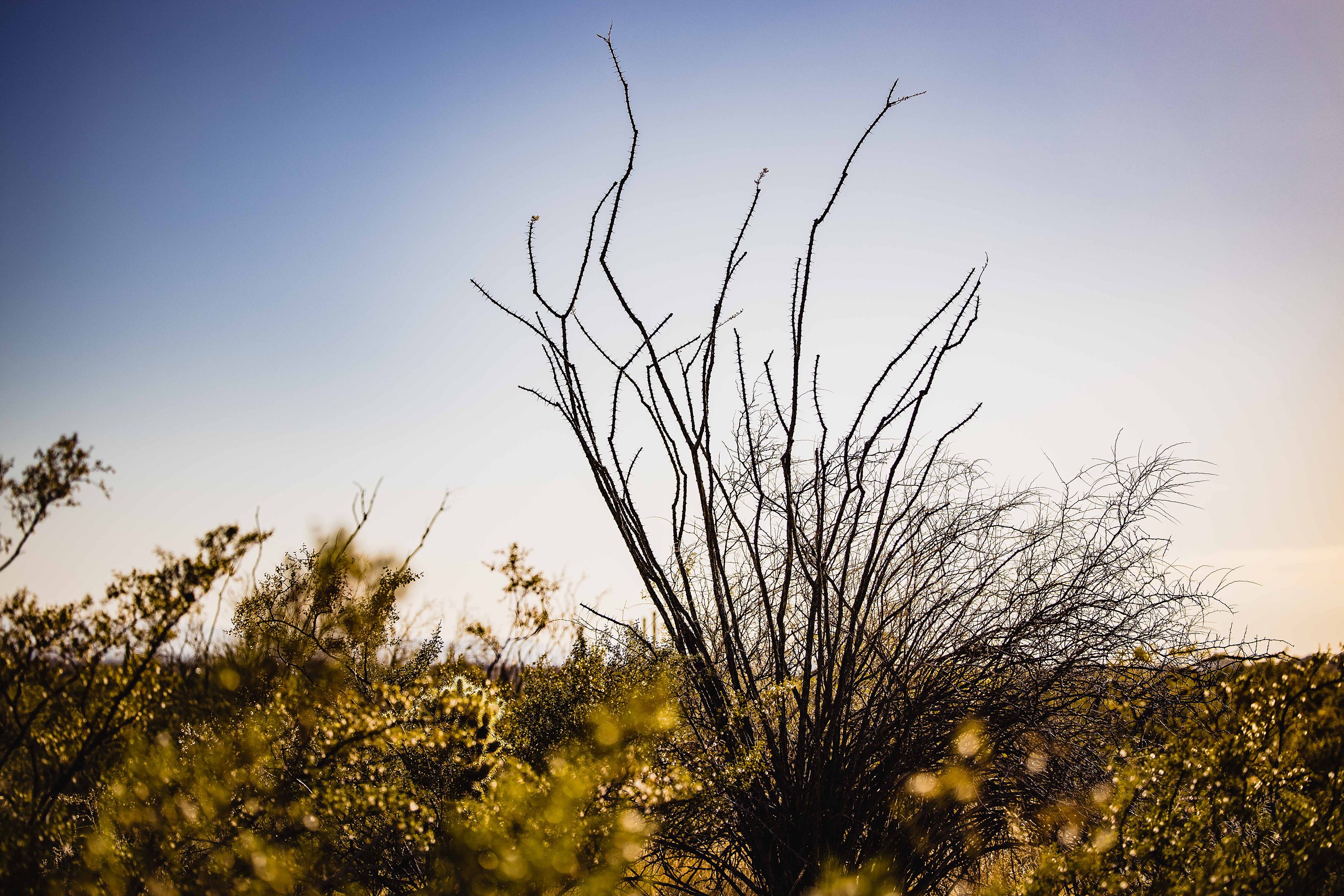 Phoenix Elopement,Arizona Micro Wedding