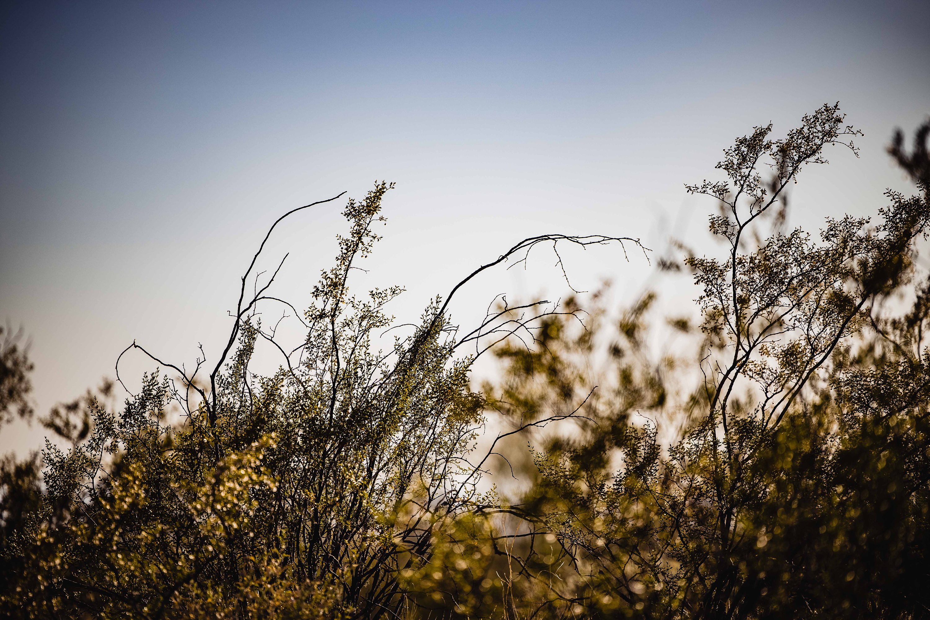 Flagstaff Elopement,Lost Dutchman State Park Wedding