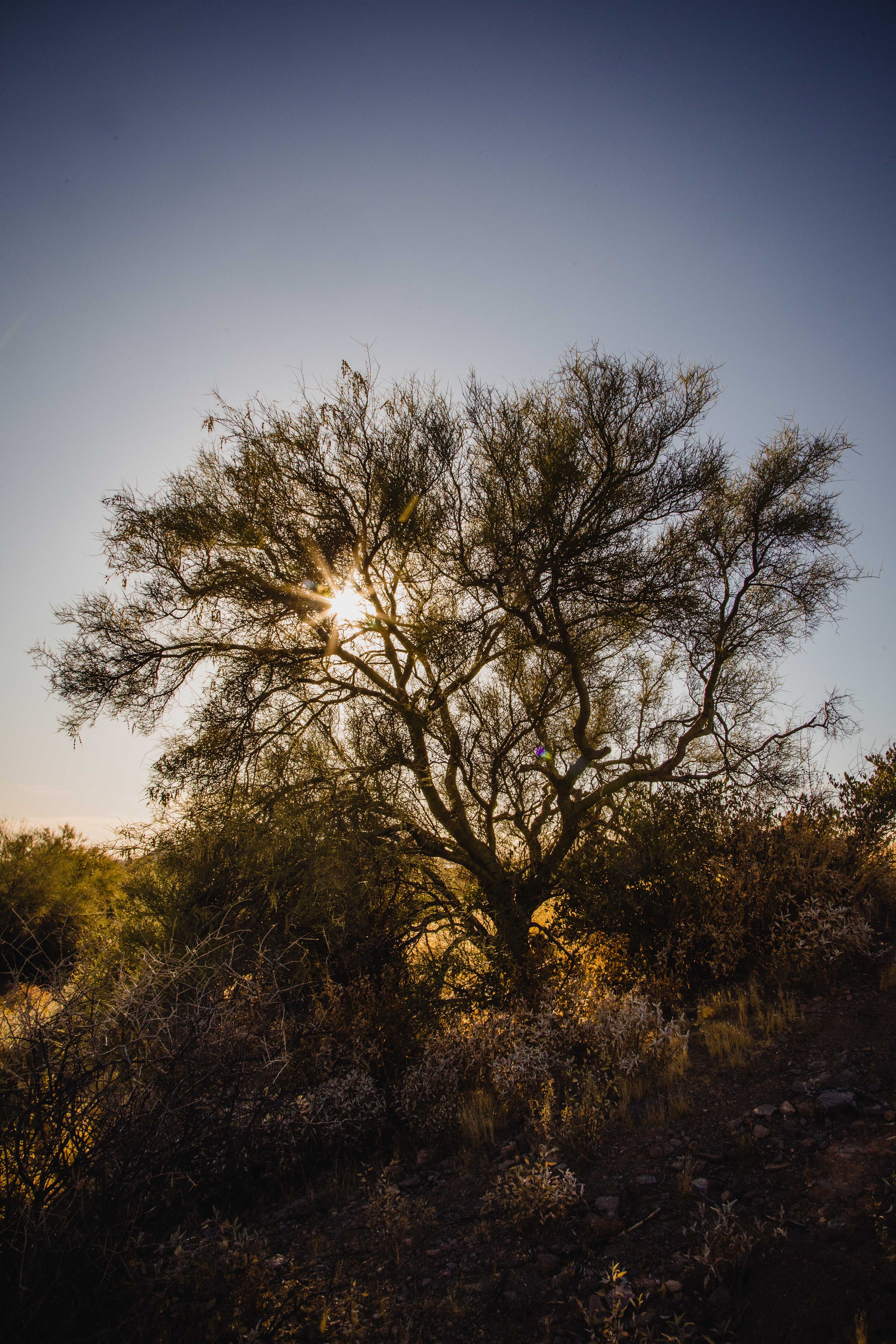 Flagstaff Elopement,Mesa Wedding Photography