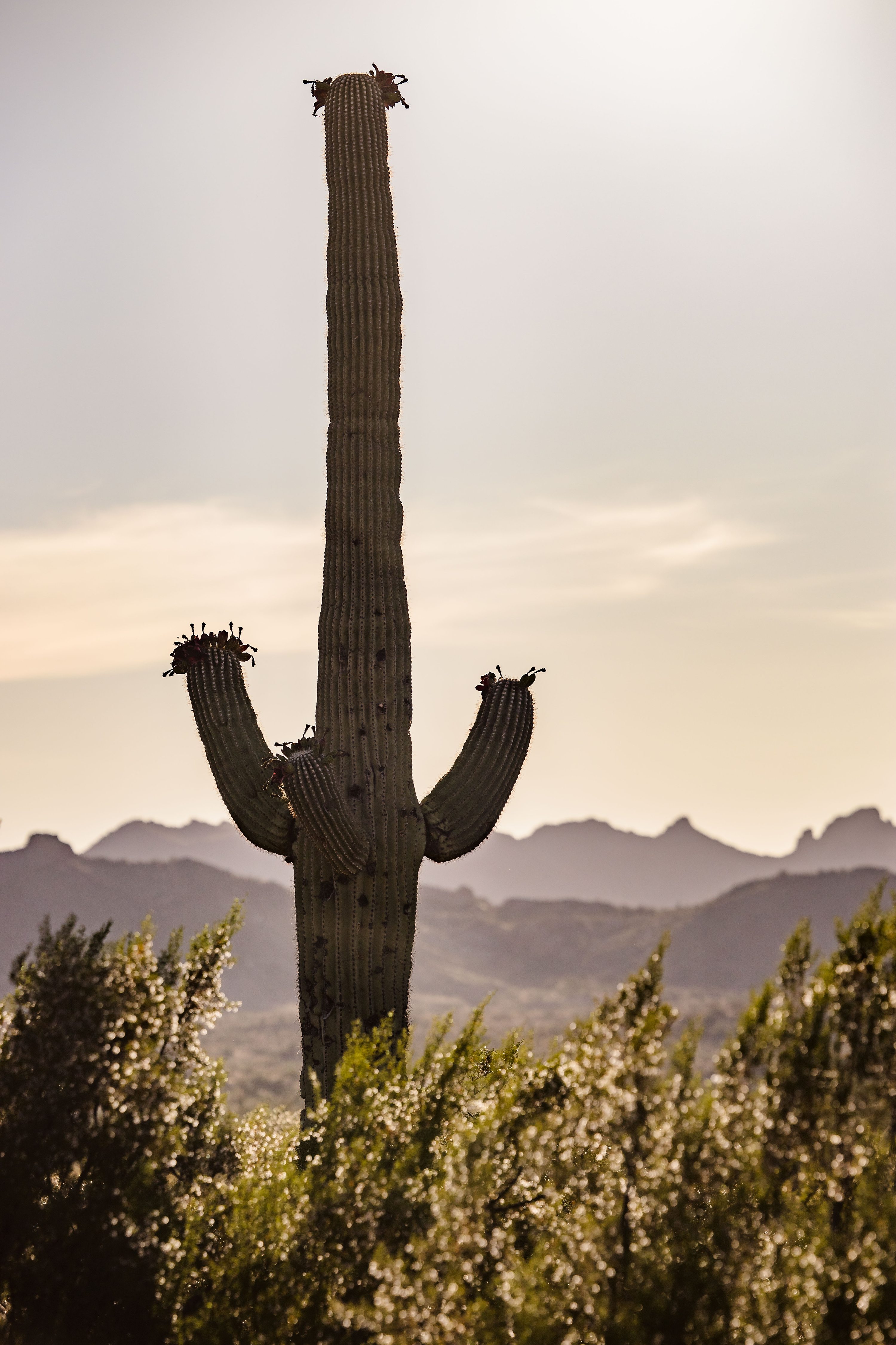 Lost Dutchman State Park Wedding,Lost Dutchman State Park Wedding Photography